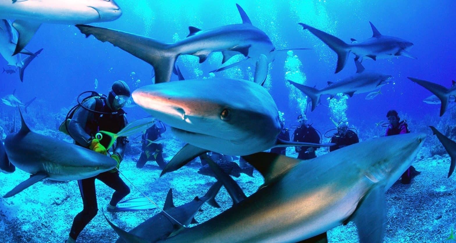 How To Go Scuba Diving With Sharks