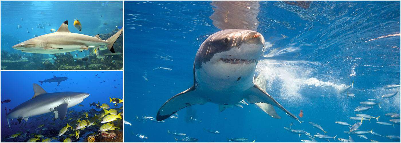 Samoa Joins The List of Growing Shark Sanctuaries