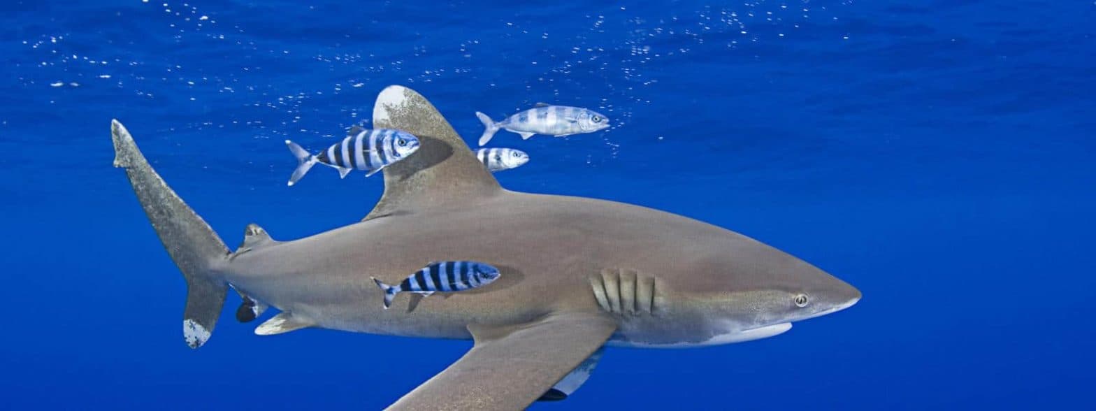 Why The Oceanic Whitetip Shark Is Listed As "Threatened"