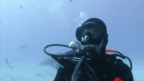 diver praying with shark at the back