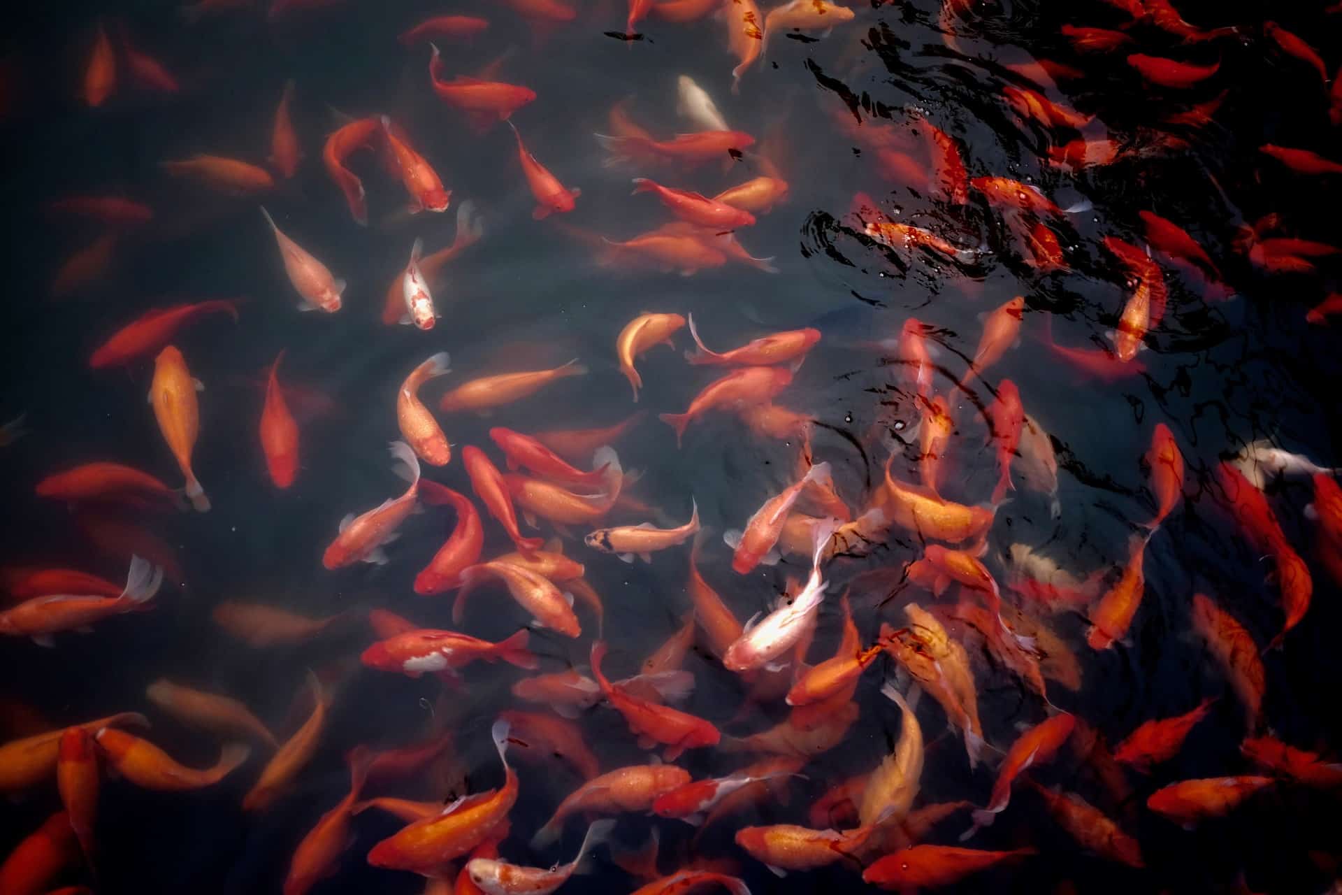 goldfishes
