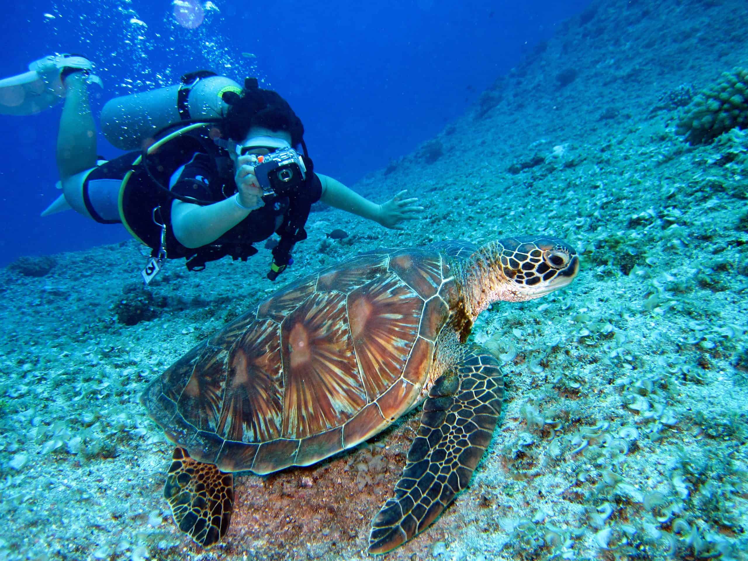 Person taking a picture of a turtle