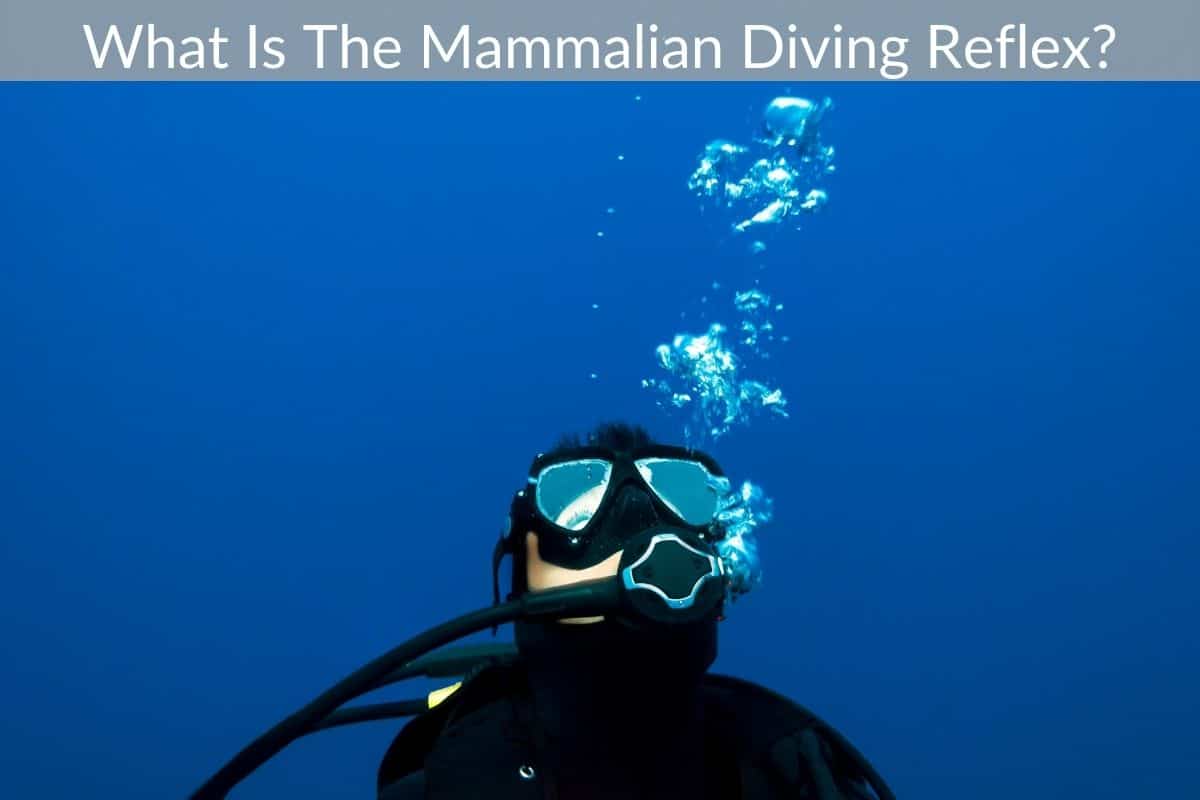 What Is The Mammalian Diving Reflex?