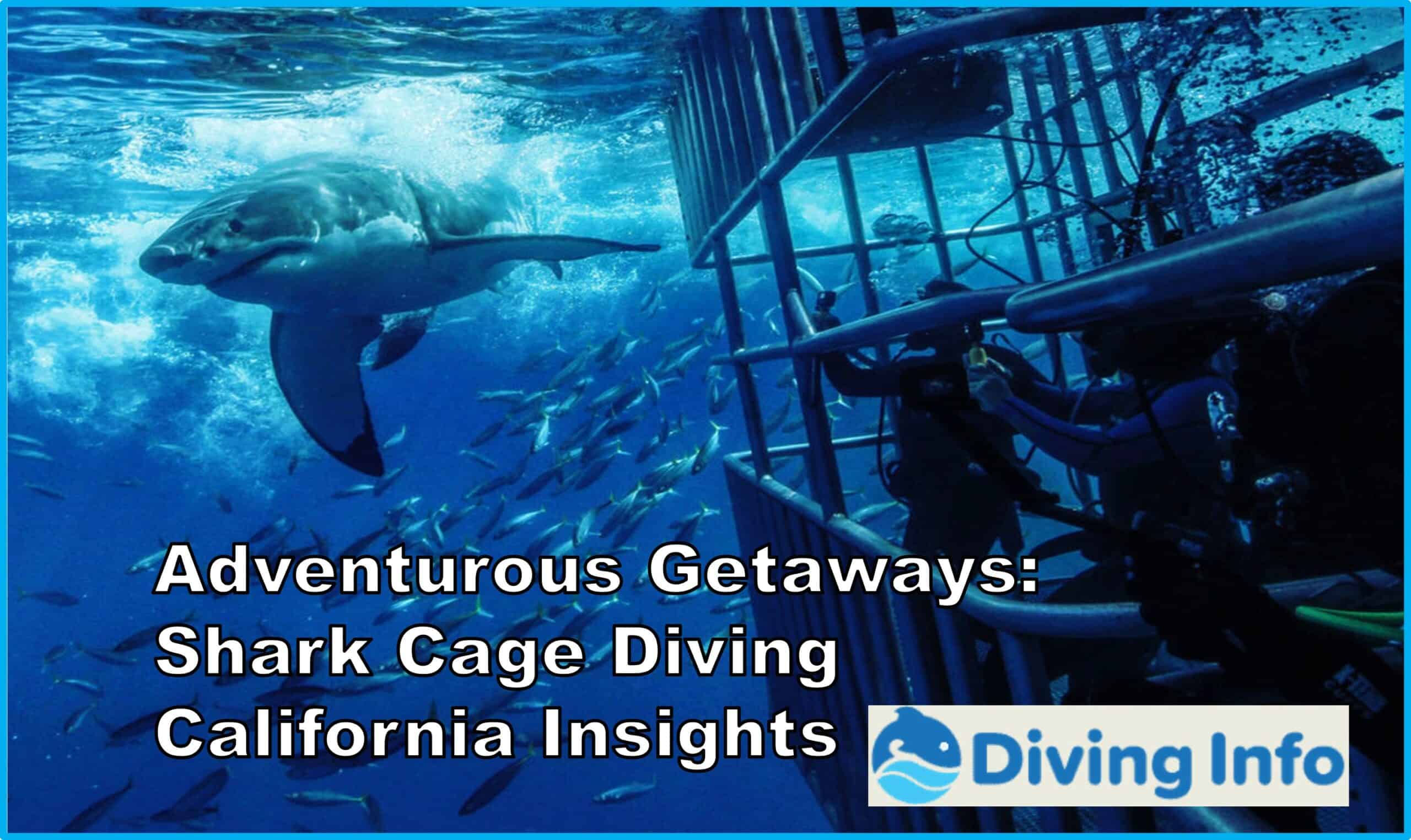 Adventurous Getaways Shark Cage Diving California Insights