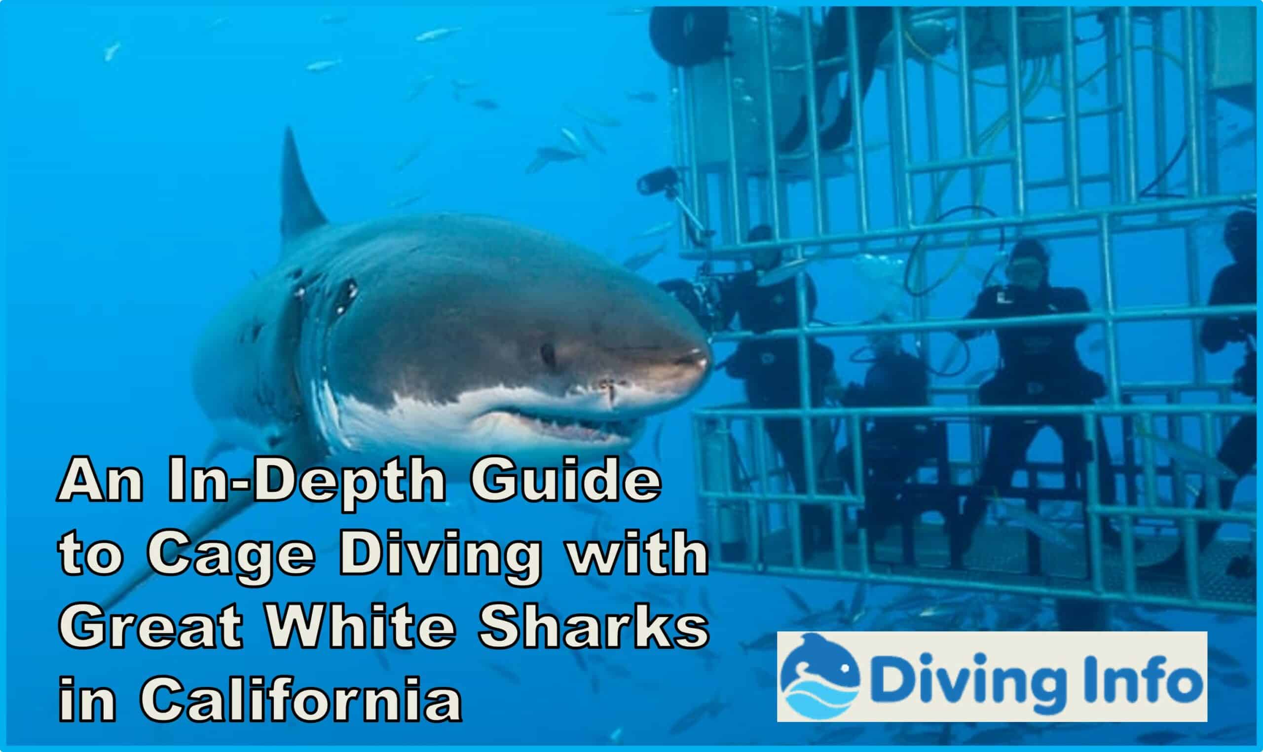 An In-Depth Guide to Cage Diving with Great White Sharks in California