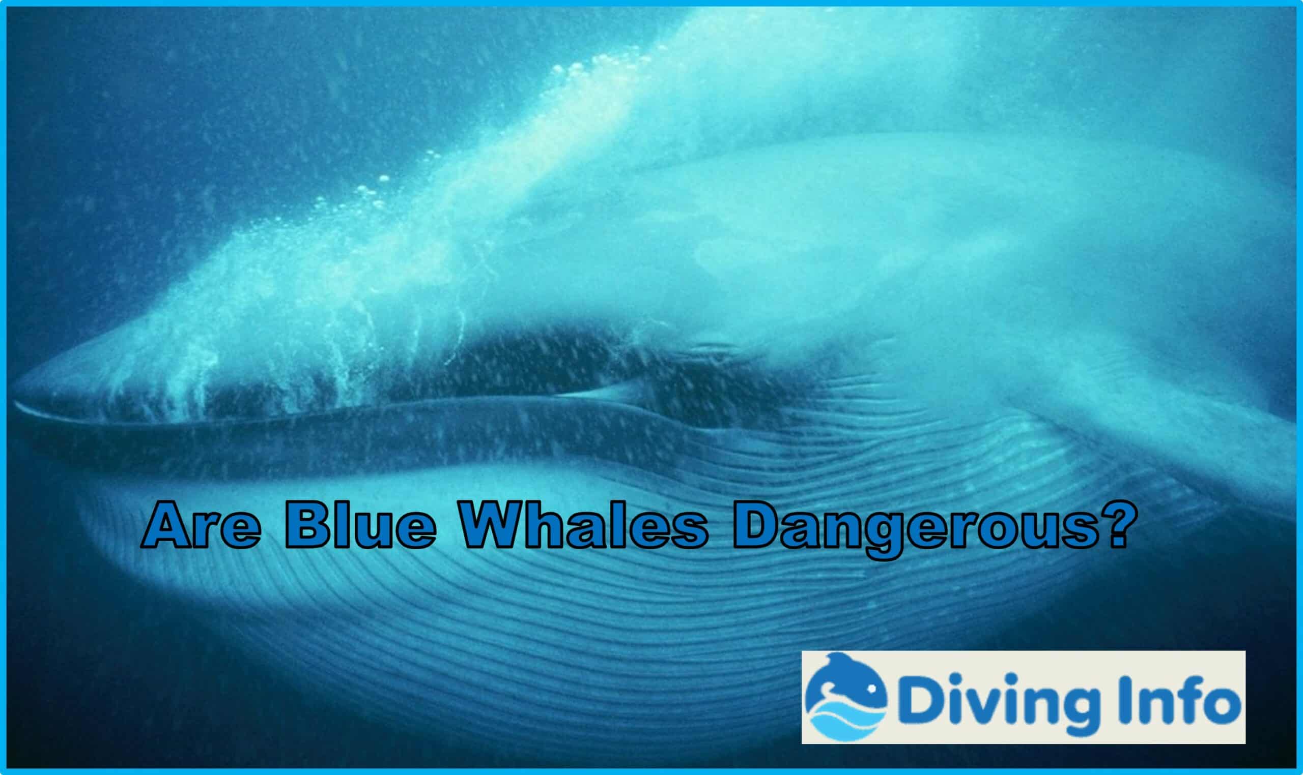 Are Blue Whales Dangerous