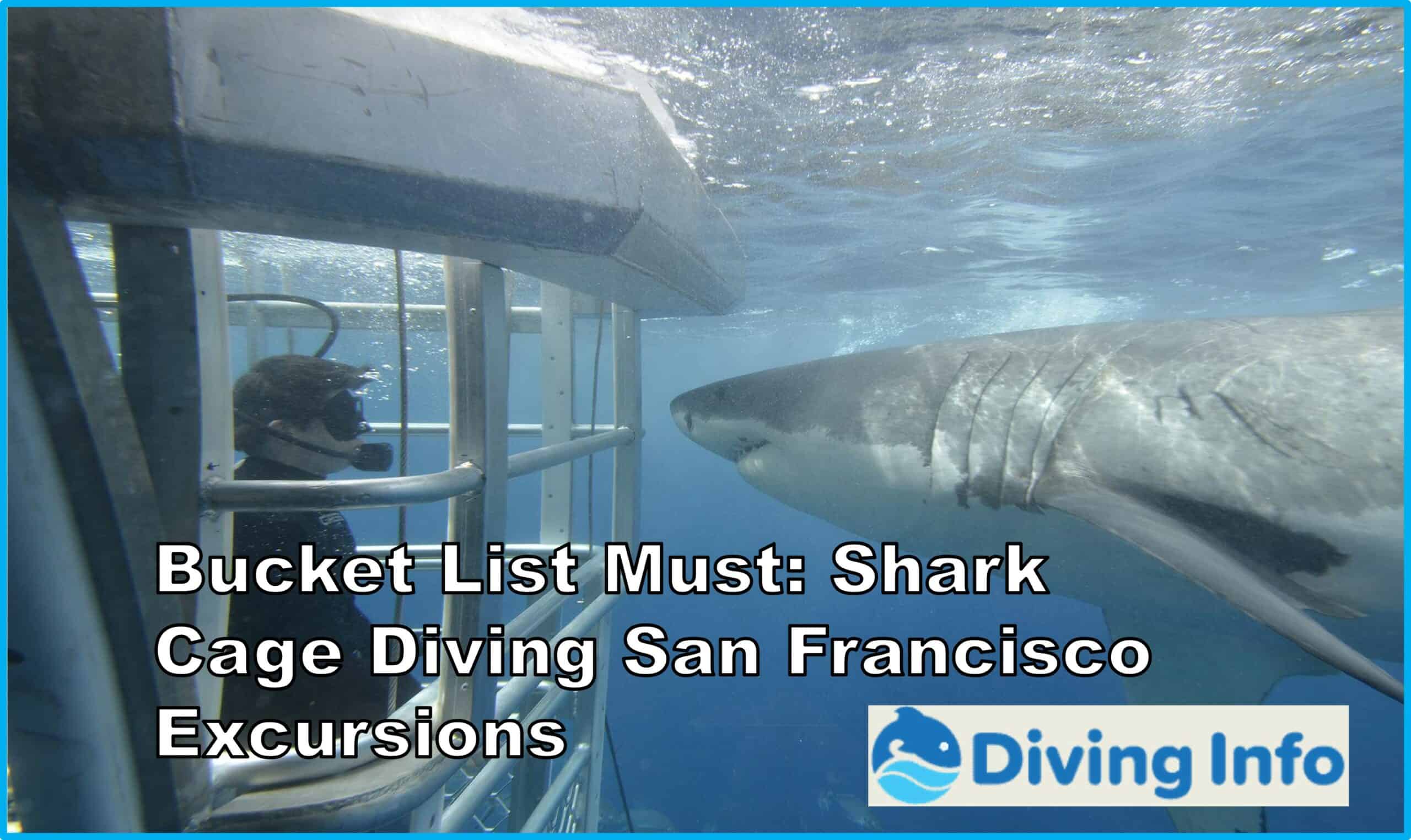 Bucket List Must Shark Cage Diving San Francisco Excursions