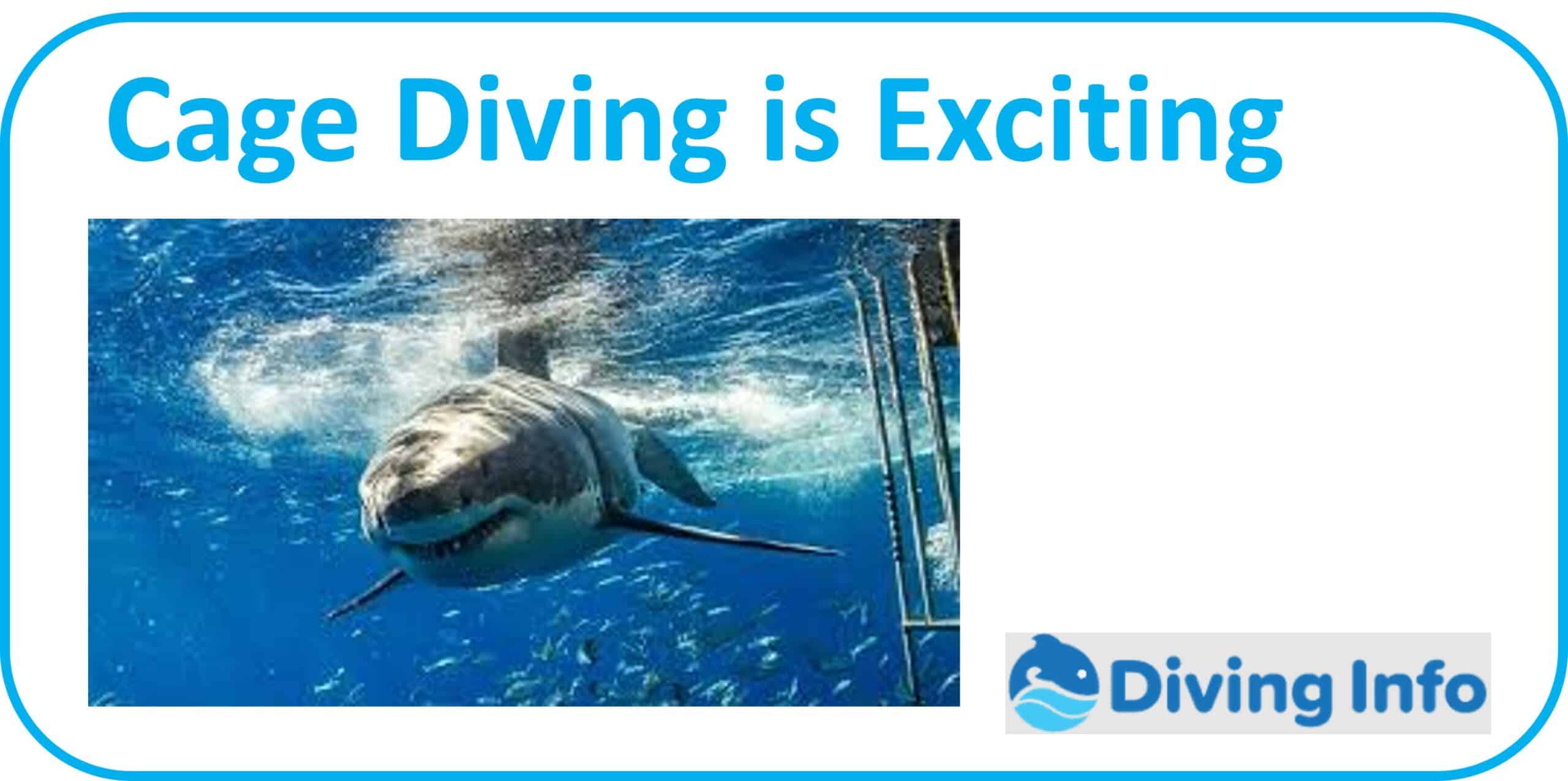 Shark Cage Diving is Exciting