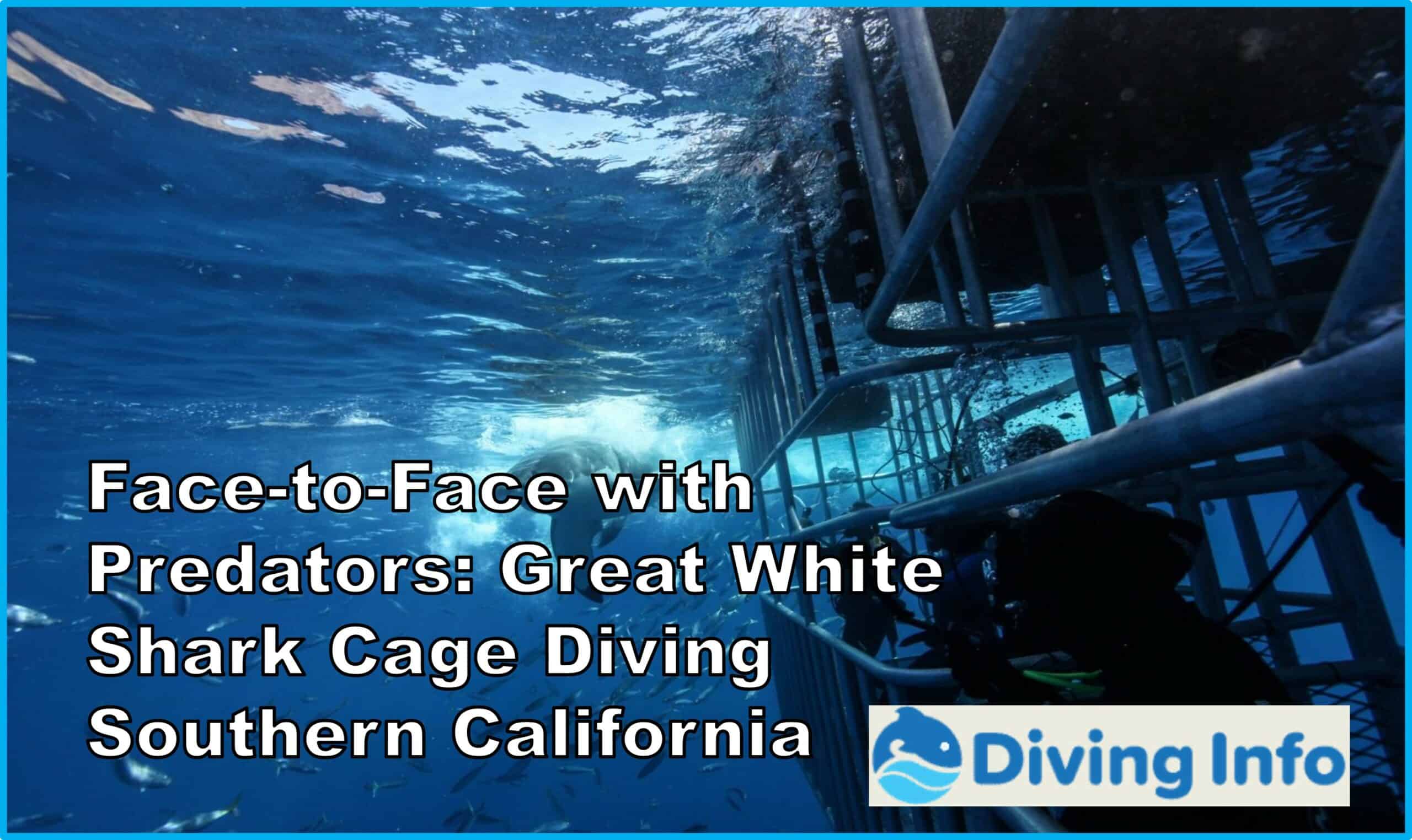 Face-to-Face with Predators Great White Shark Cage Diving Southern California