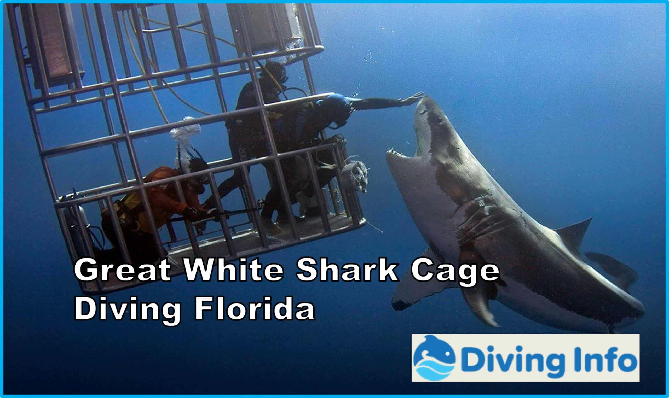 Great White Shark Cage Diving Florida