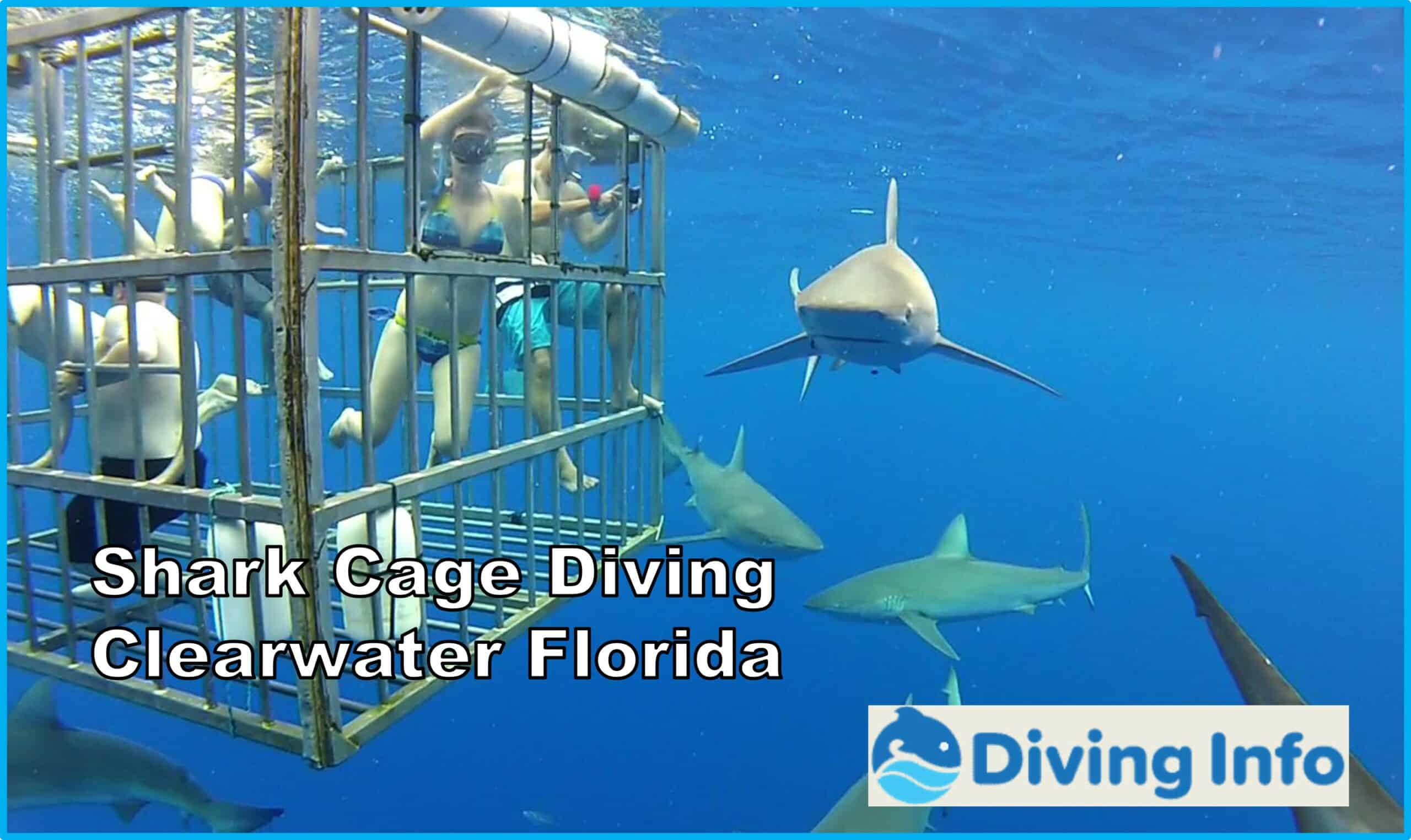 Shark Cage Diving Clearwater Florida