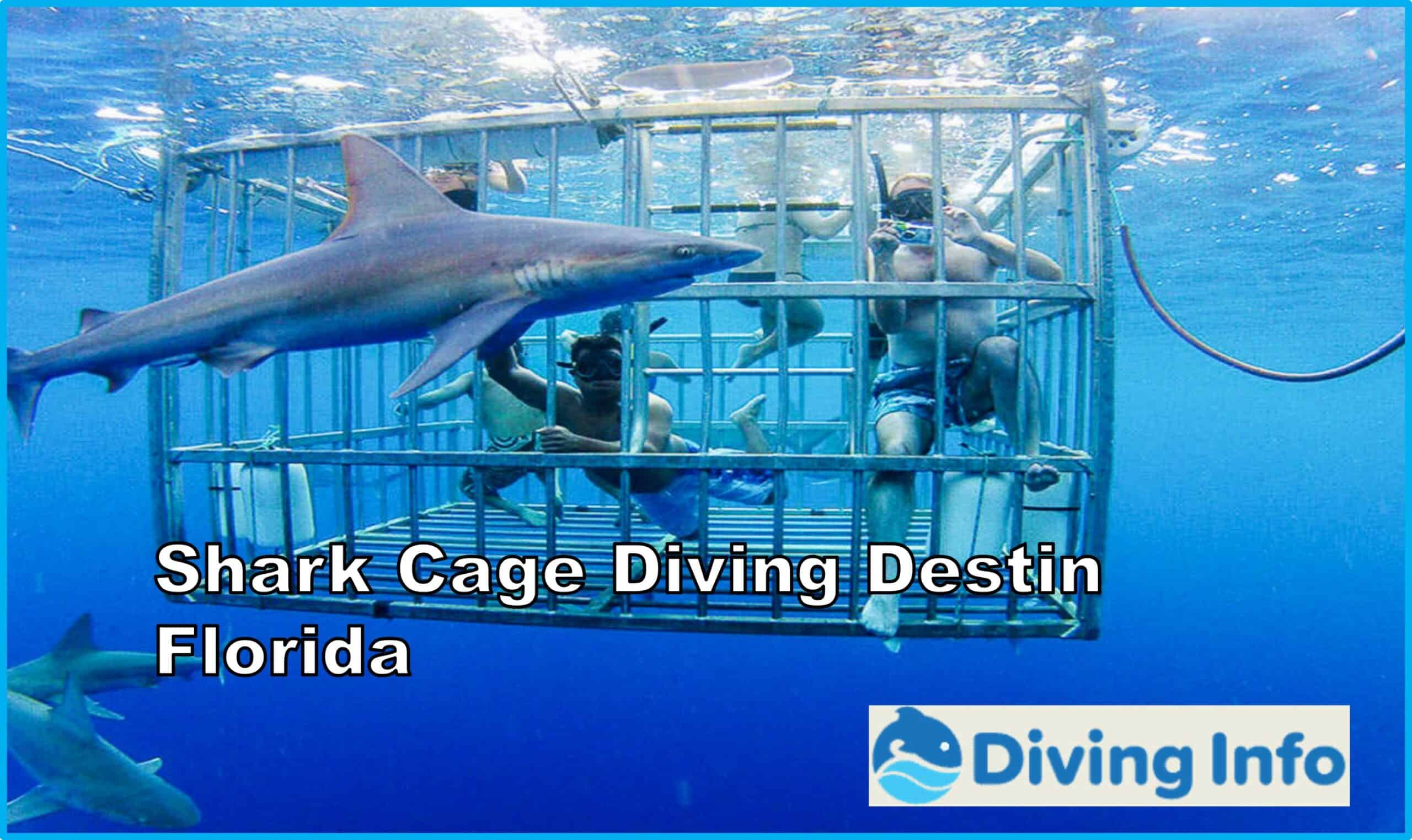 Shark Cage Diving Destin Florida