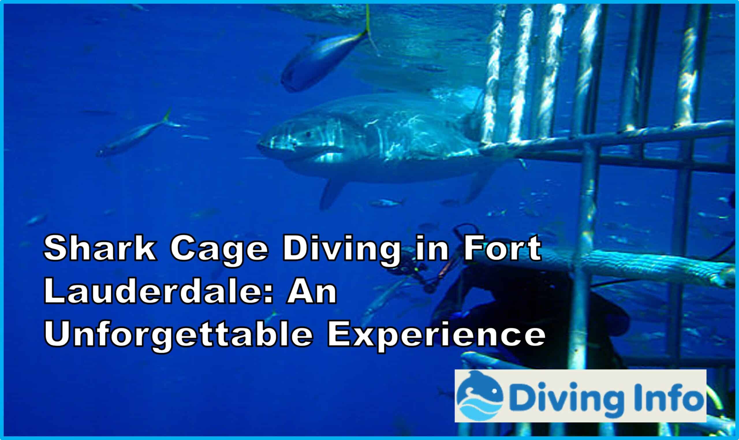 Shark Cage Diving in Fort Lauderdale An Unforgettable Experience