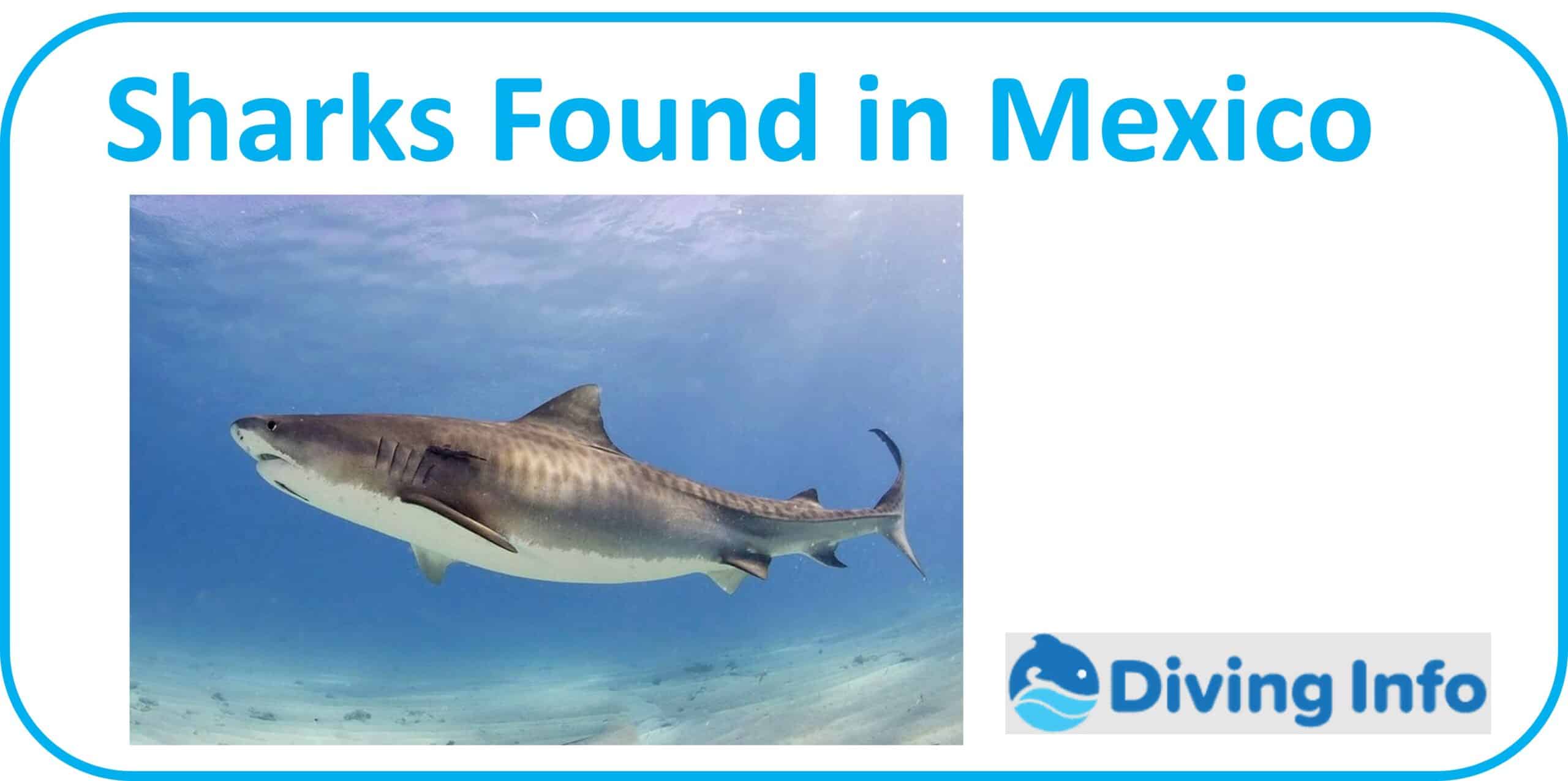 Types of Sharks Found in Mexico