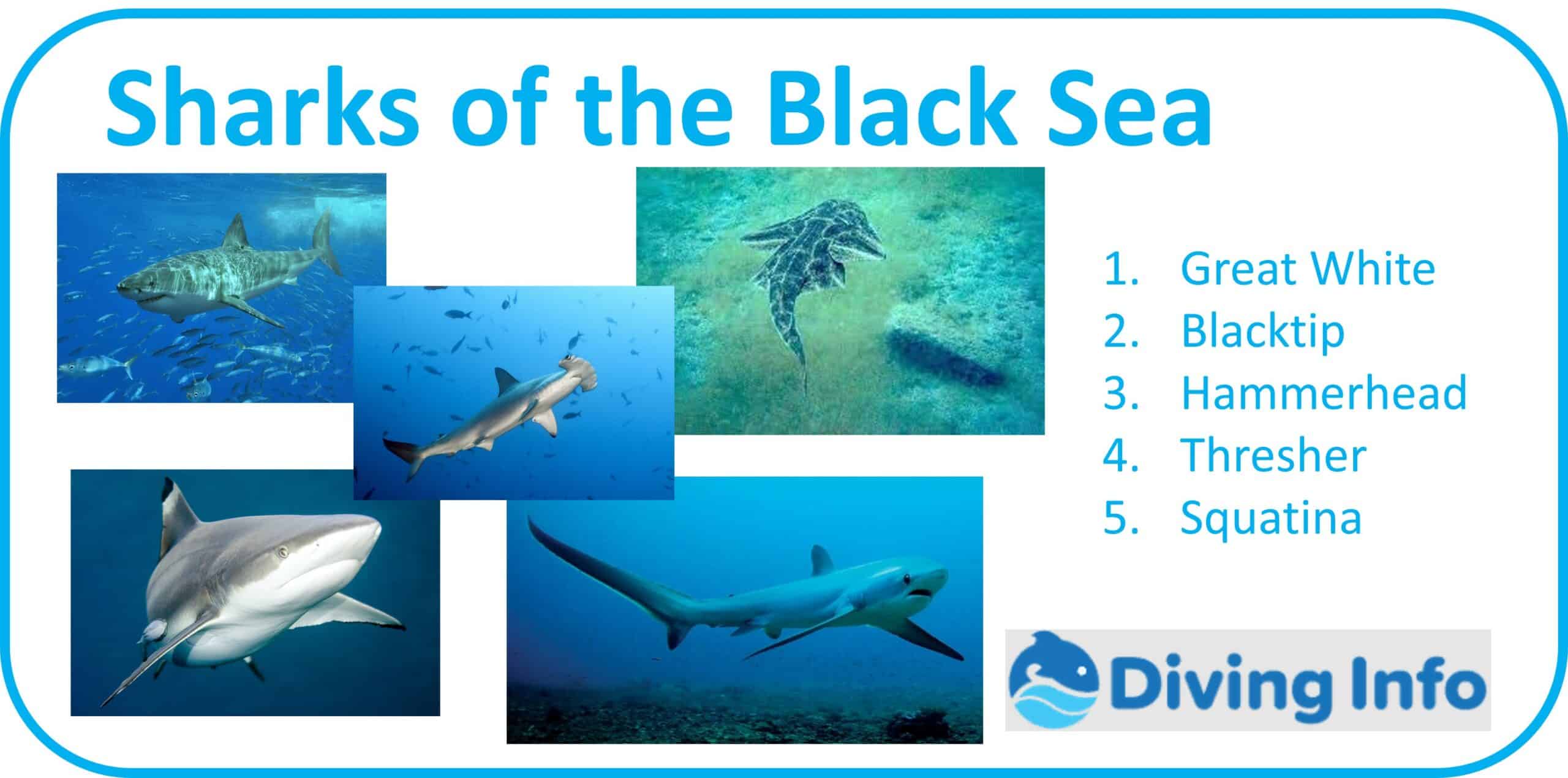 Sharks of the Black Sea
