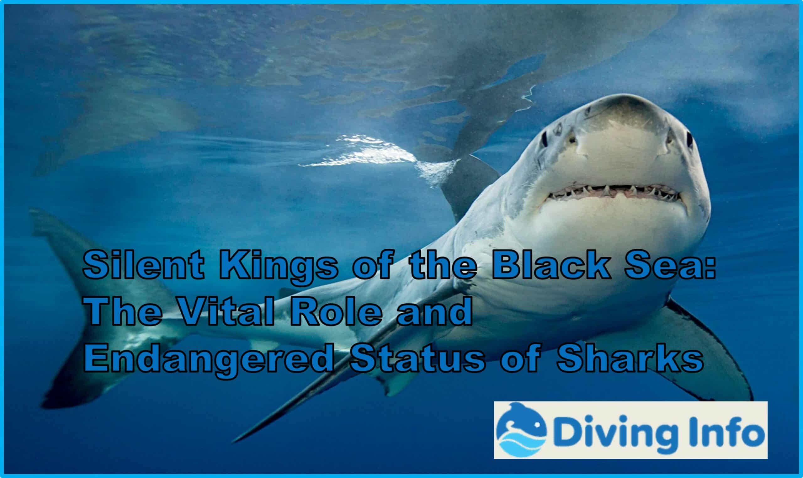 Silent Kings of the Black Sea: The Vital Role and Endangered Status of Sharks