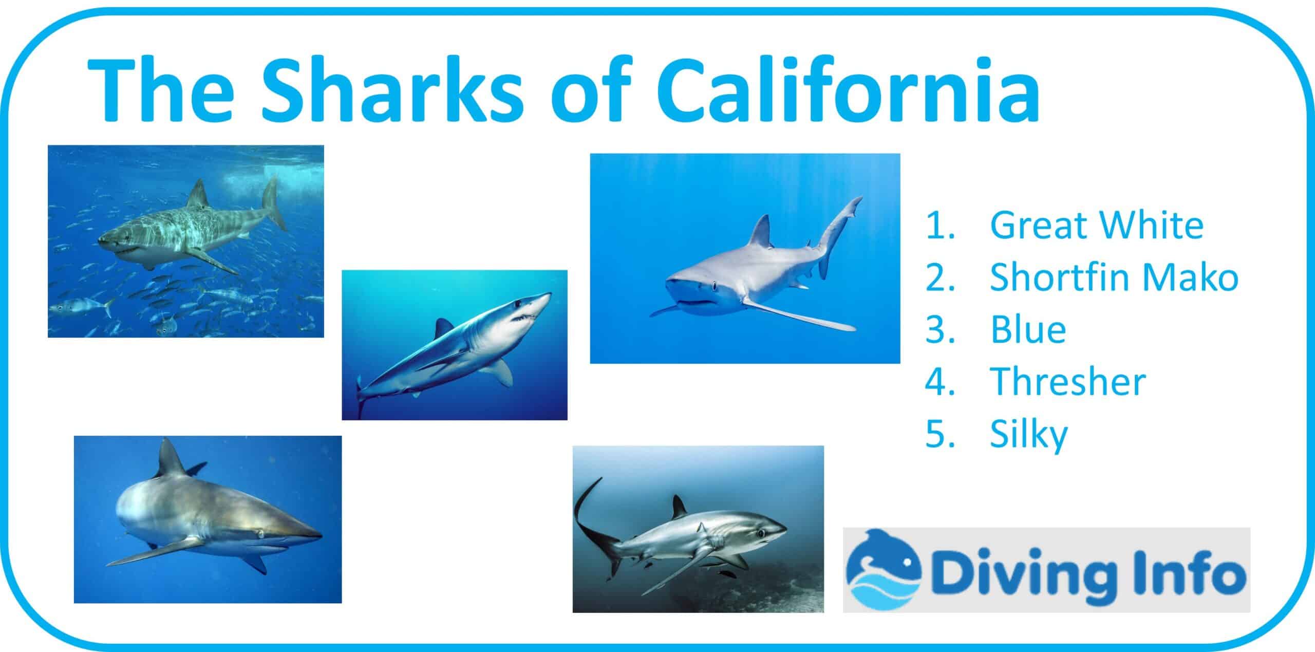 The Sharks of California