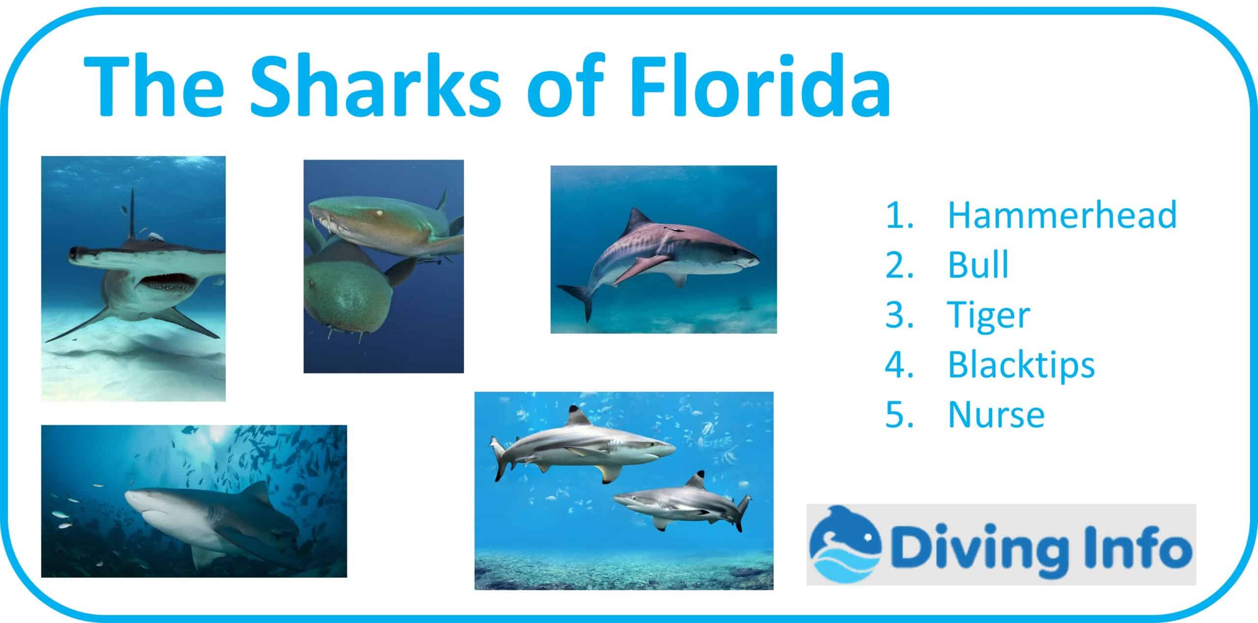 The Sharks of Florida