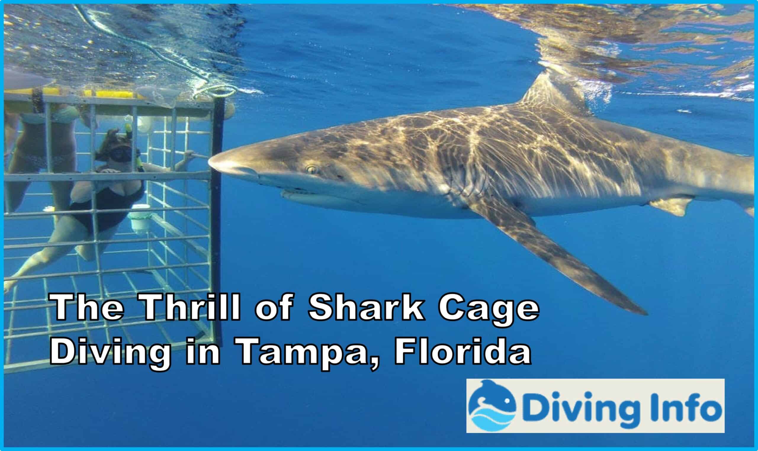 Shark Cage Diving in Tampa, Florida