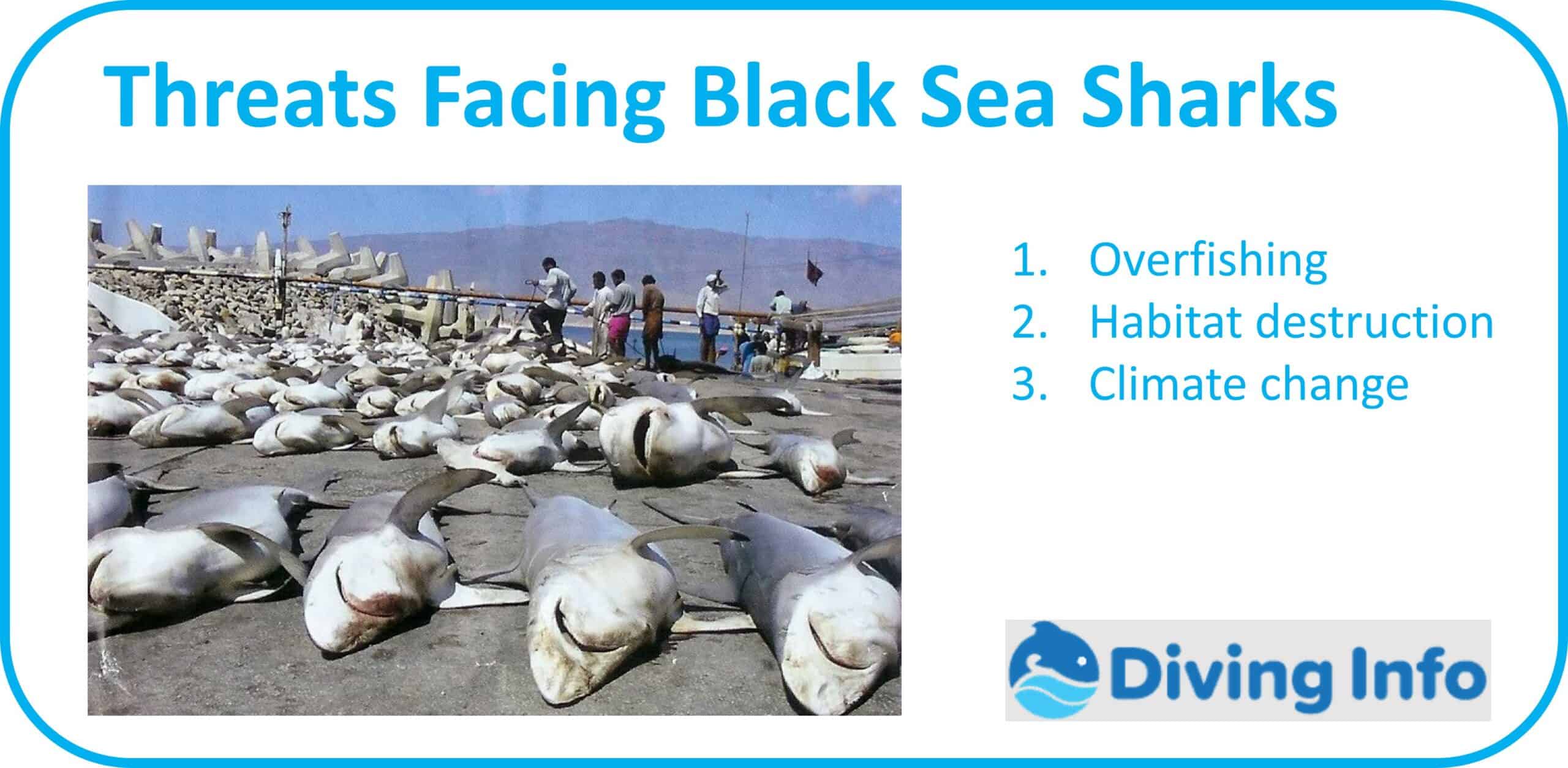 Threats Facing Black Sea Sharks