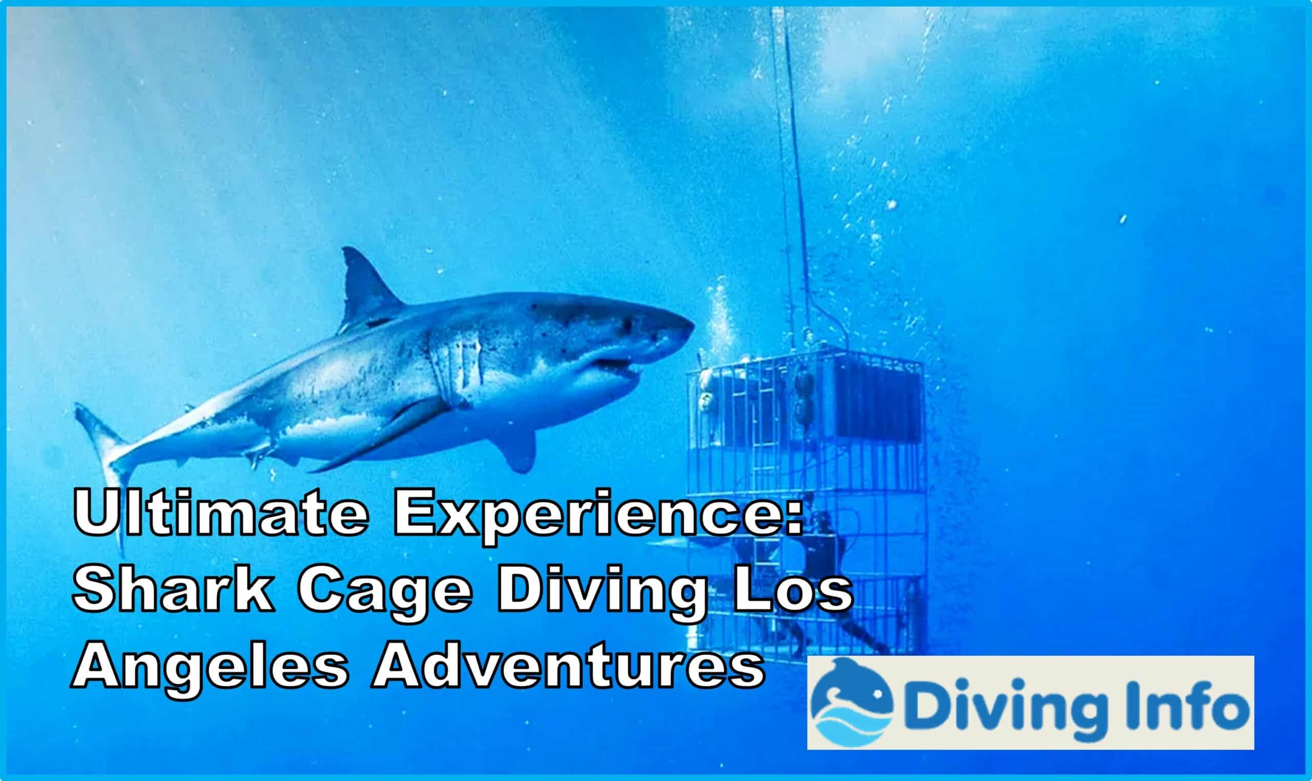 Ultimate Experience Shark Cage Diving Los Angeles Adventures
