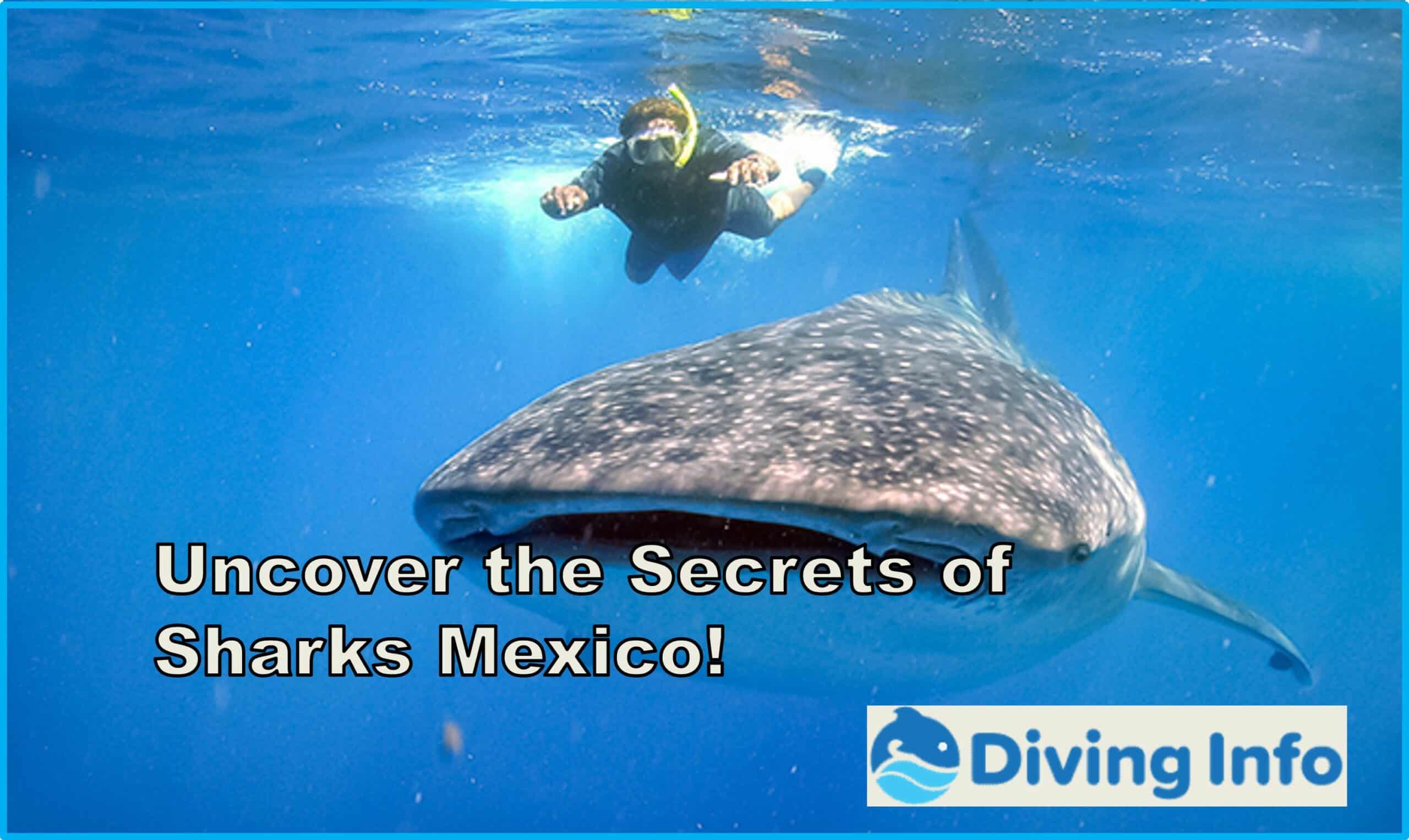 Uncover the Secrets of Sharks Mexico