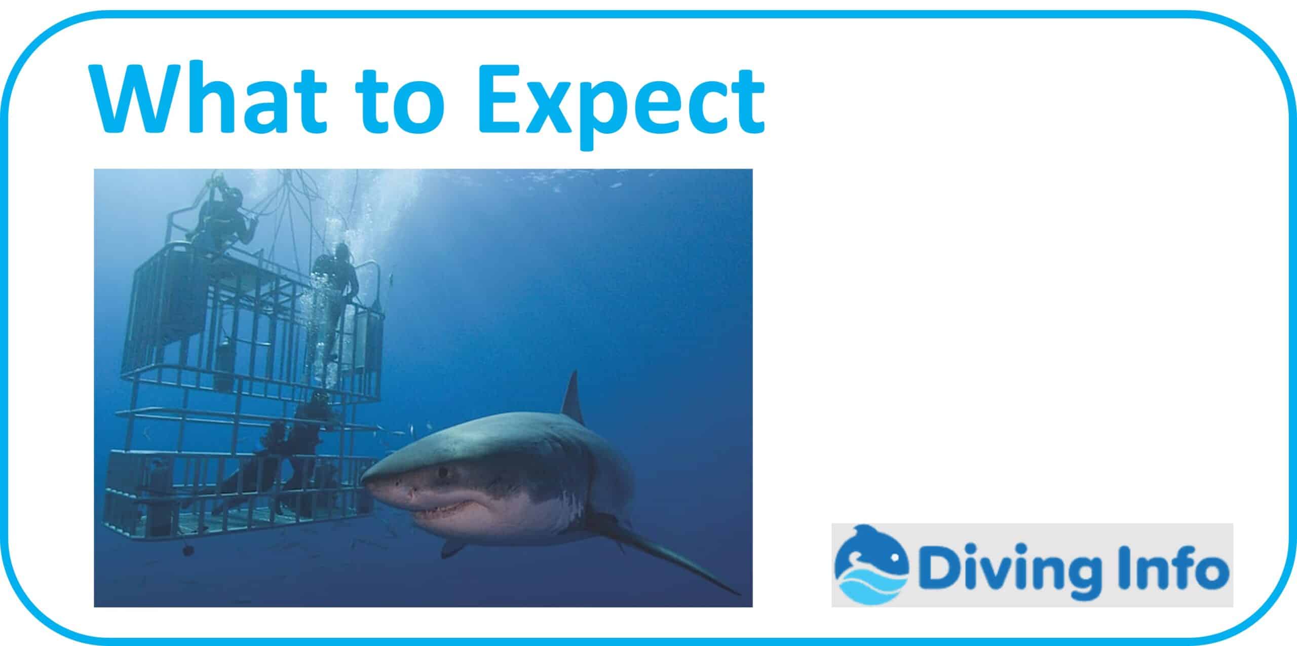 What to Expect when shark cage diving