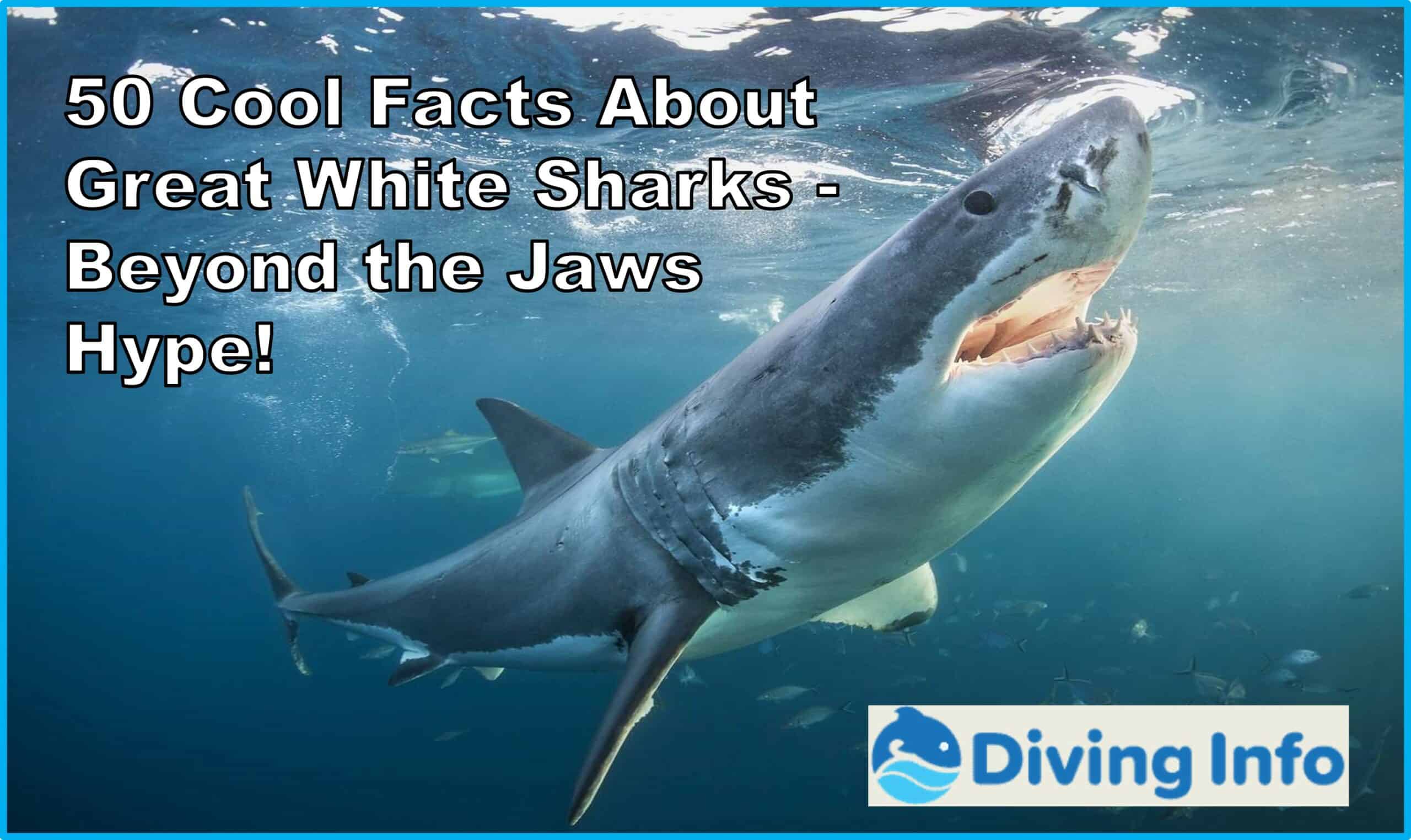 50 Cool Facts About Great White Sharks - Beyond the Jaws Hype