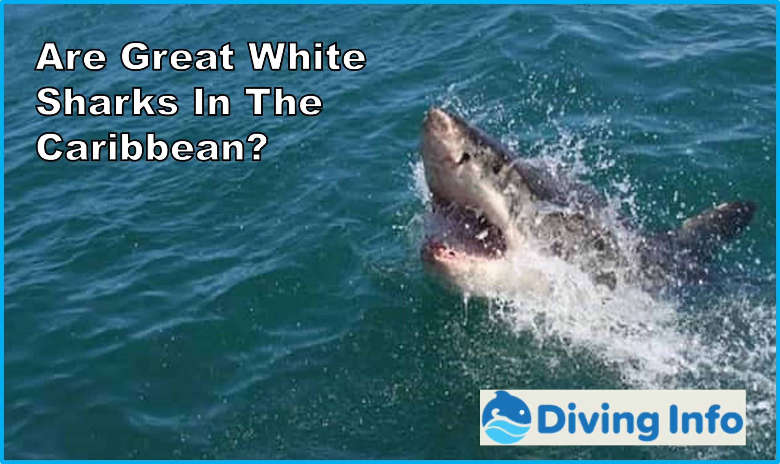 Are Great White Sharks In The Caribbean