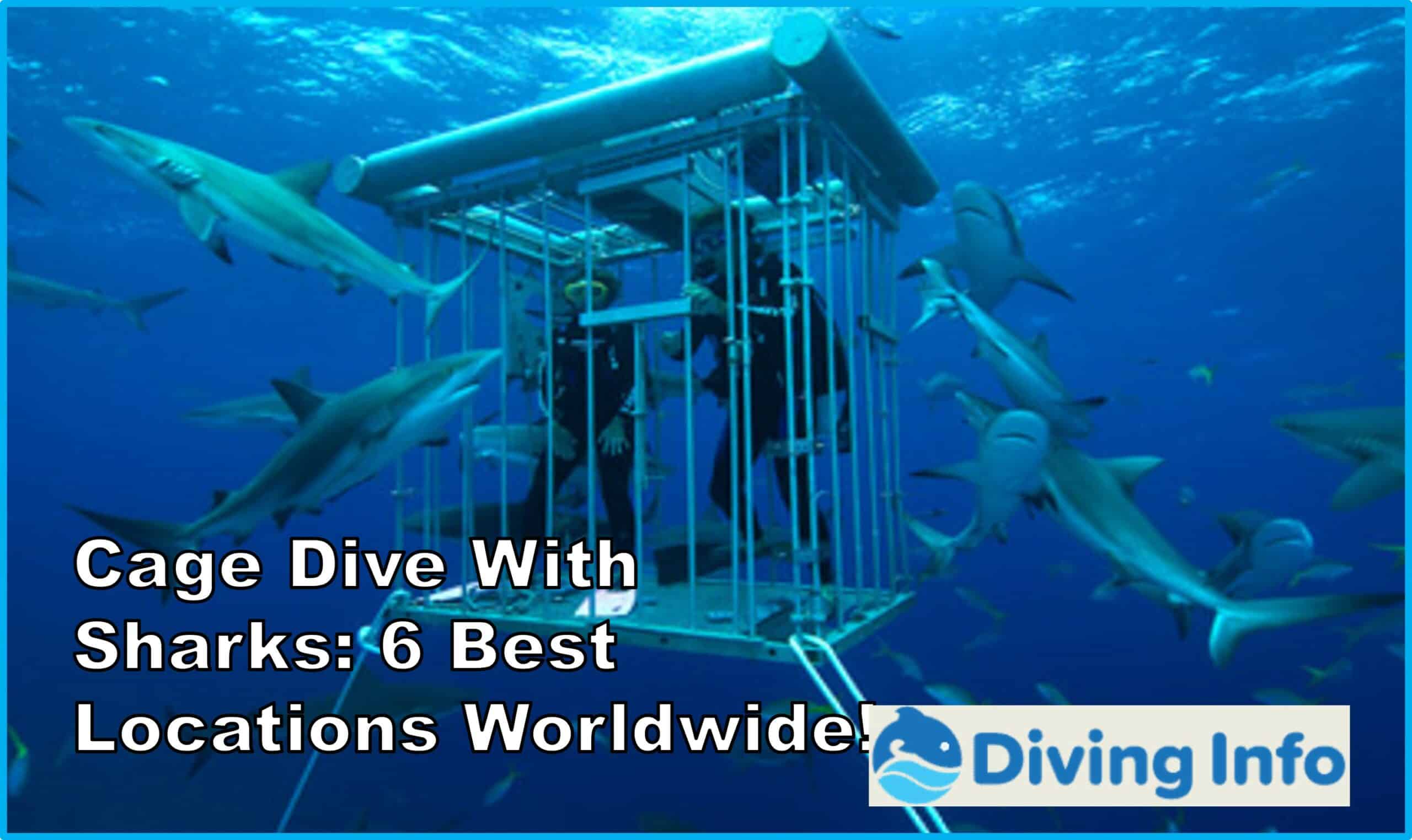 Cage Dive With Sharks 6 Best Locations Worldwide