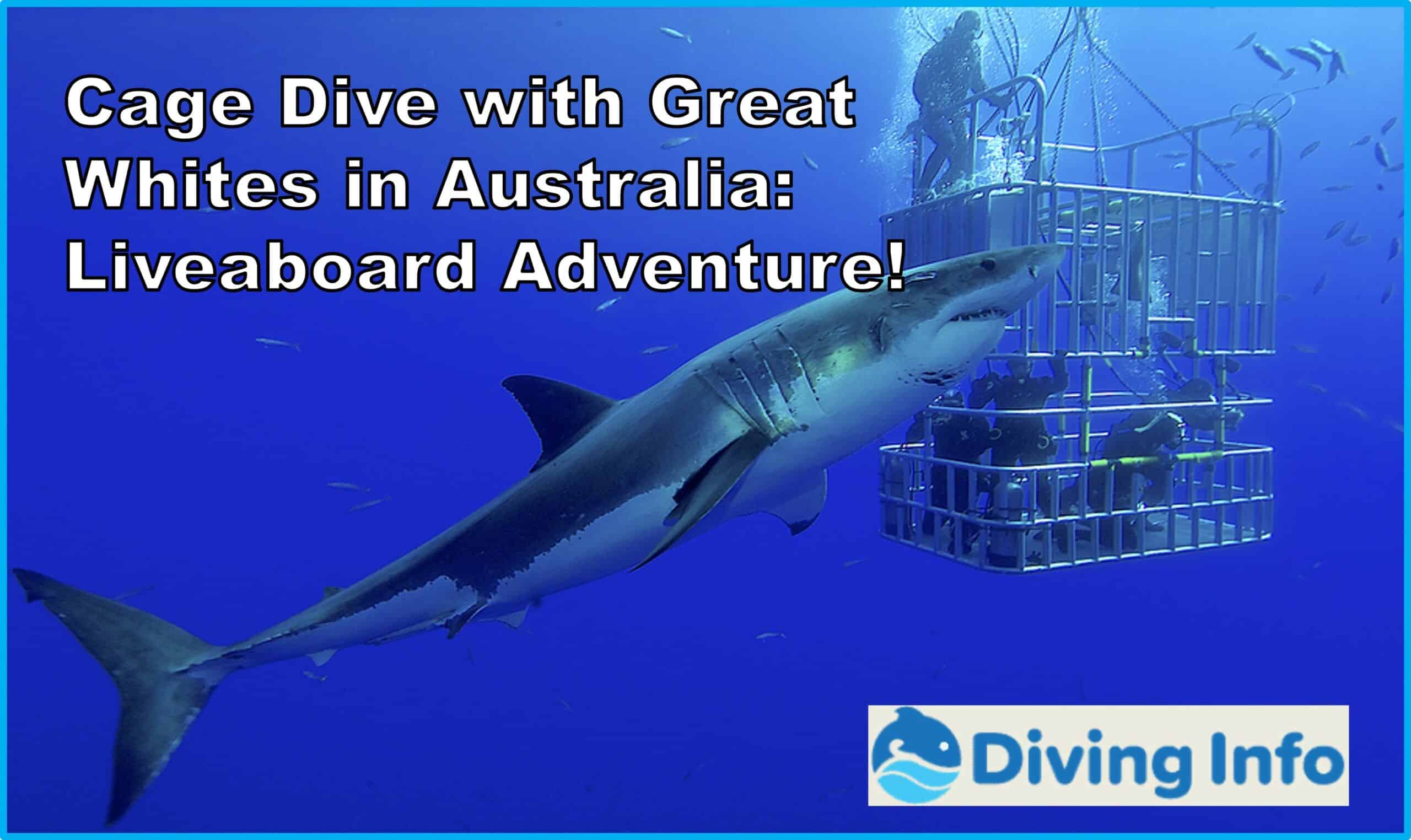 Cage Dive with Great Whites in Australia: Liveaboard Adventure!
