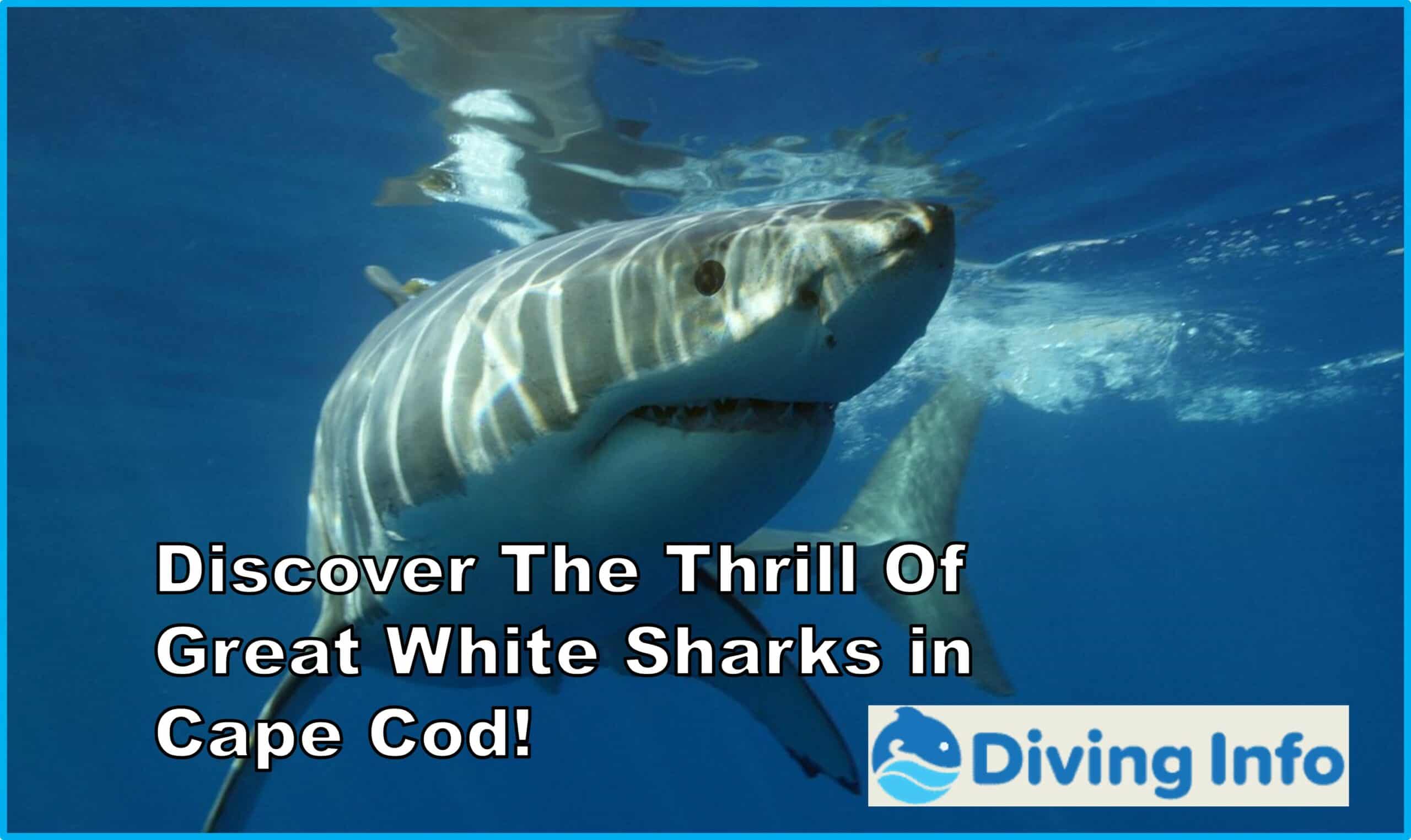 Discover The Thrill Of Great White Sharks in Cape Cod