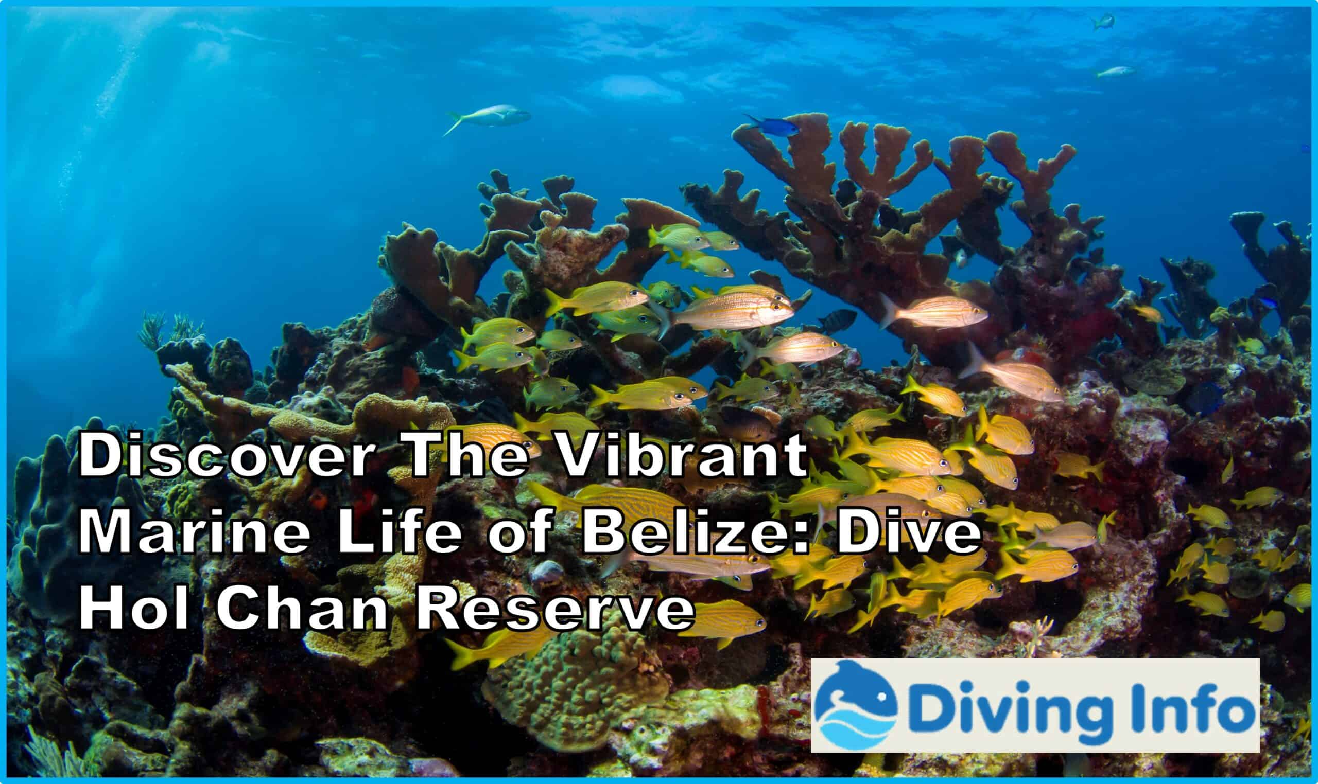 Dive Hol Chan Reserve