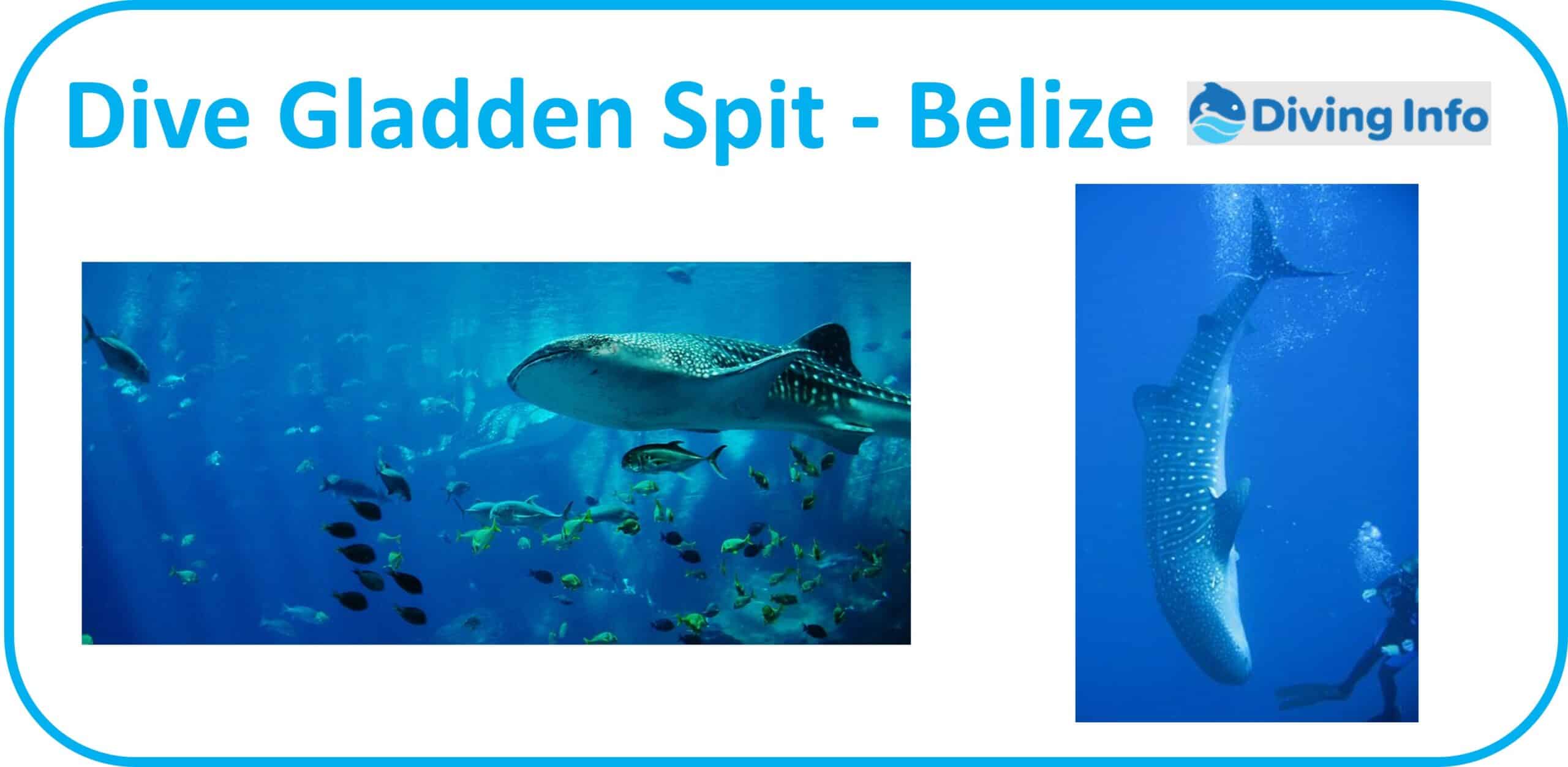 Dive Gladden Spit - Belize
