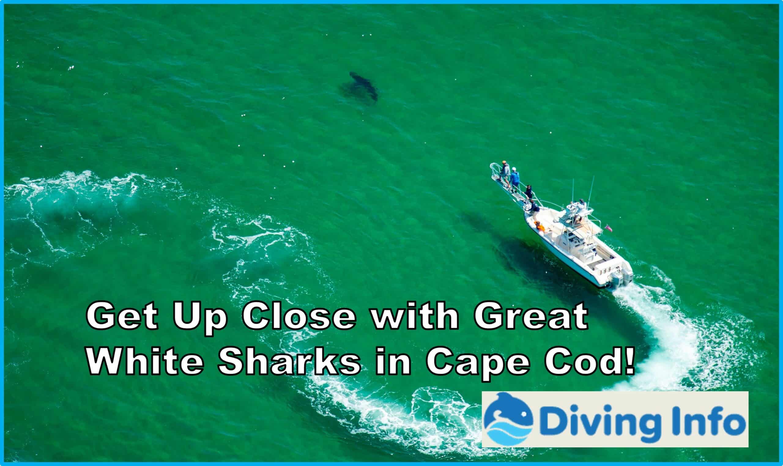 Get Up Close with Great White Sharks in Cape Cod