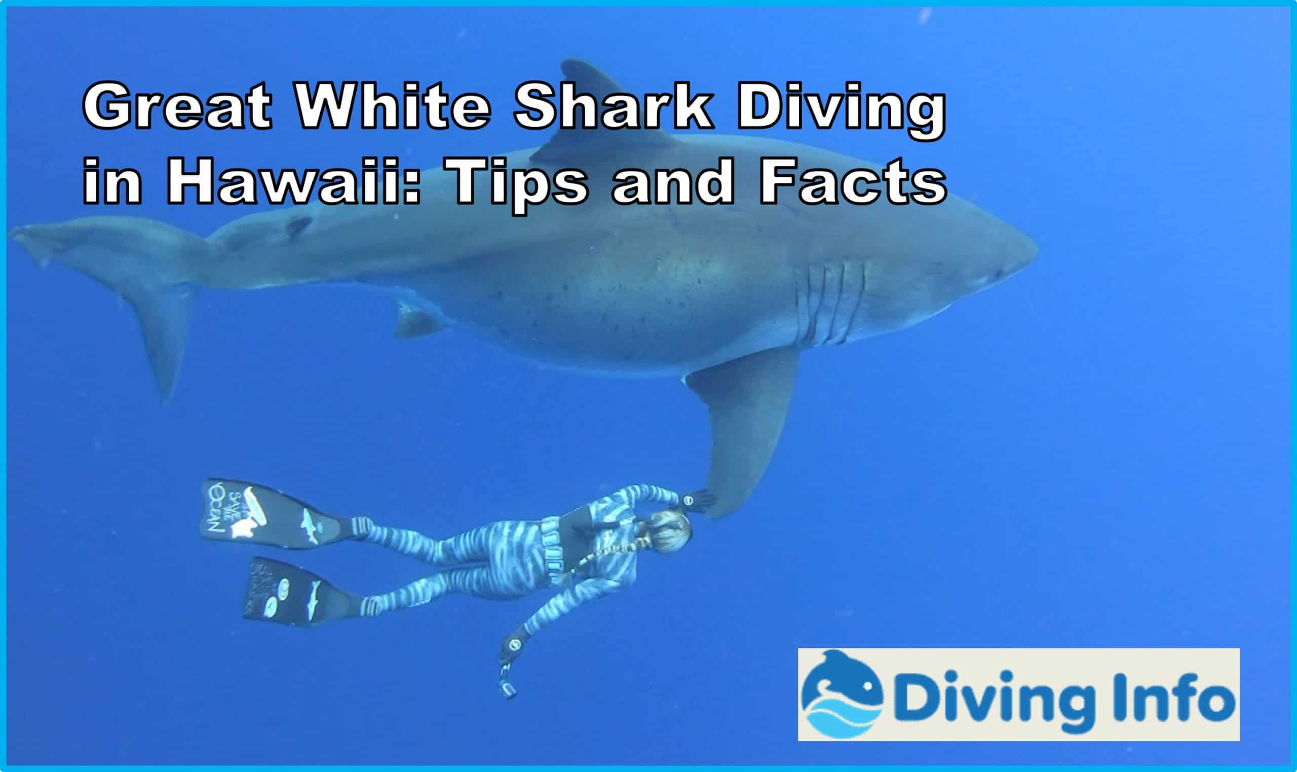 Great White Shark Diving in Hawaii Tips and Facts