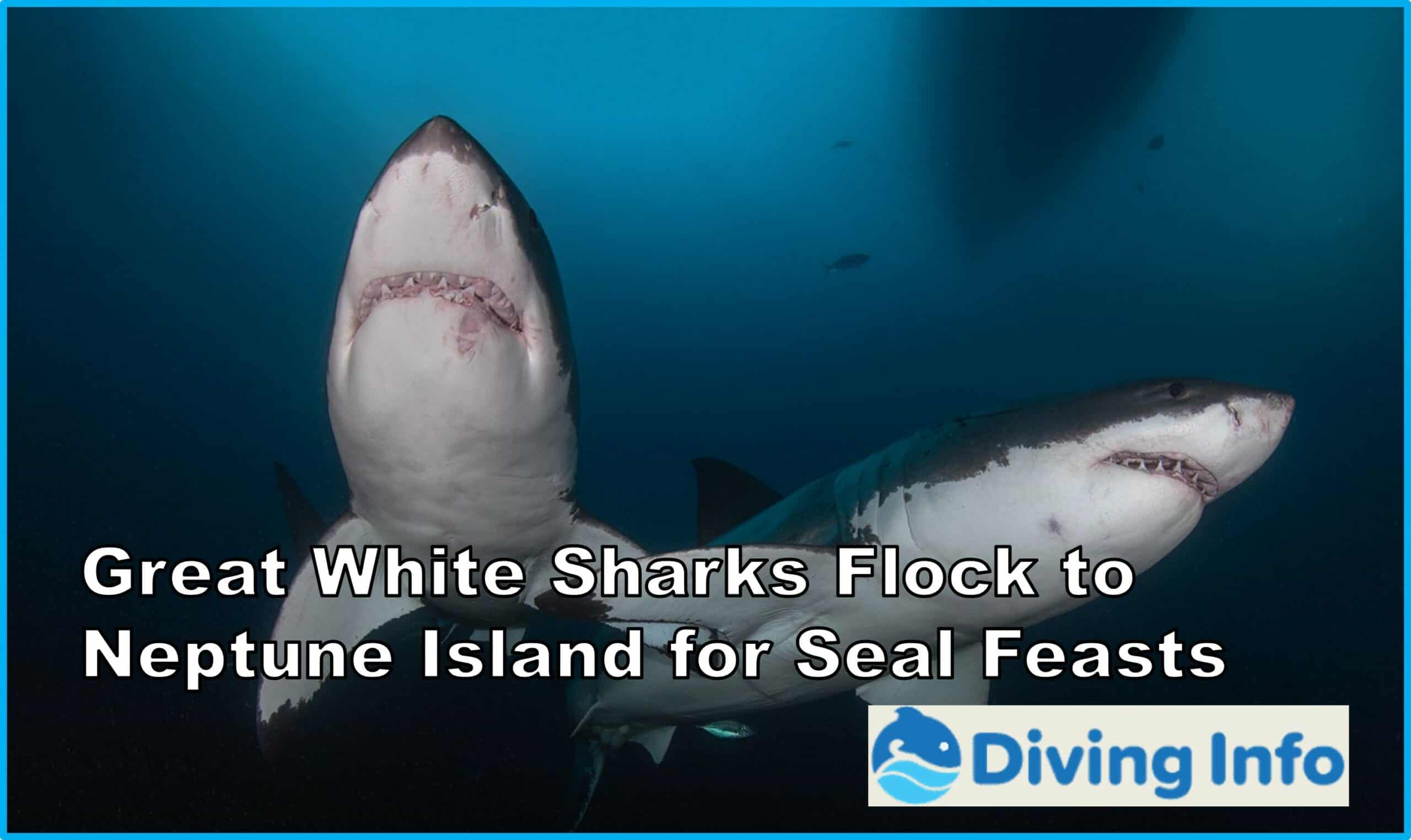 Great White Sharks Flock to Neptune Island for Seal Feasts