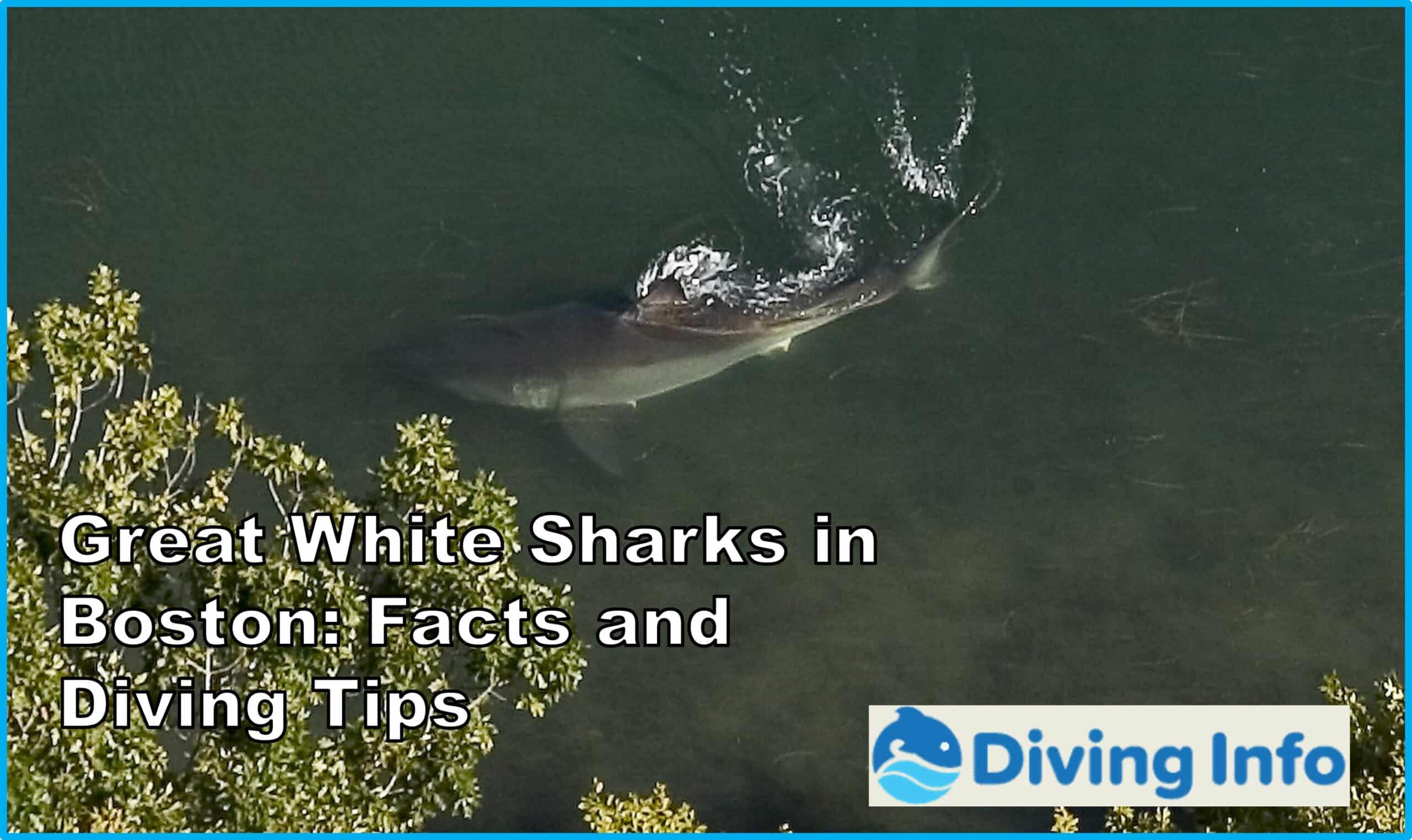 Great White Sharks in Boston: Facts and Diving Tips