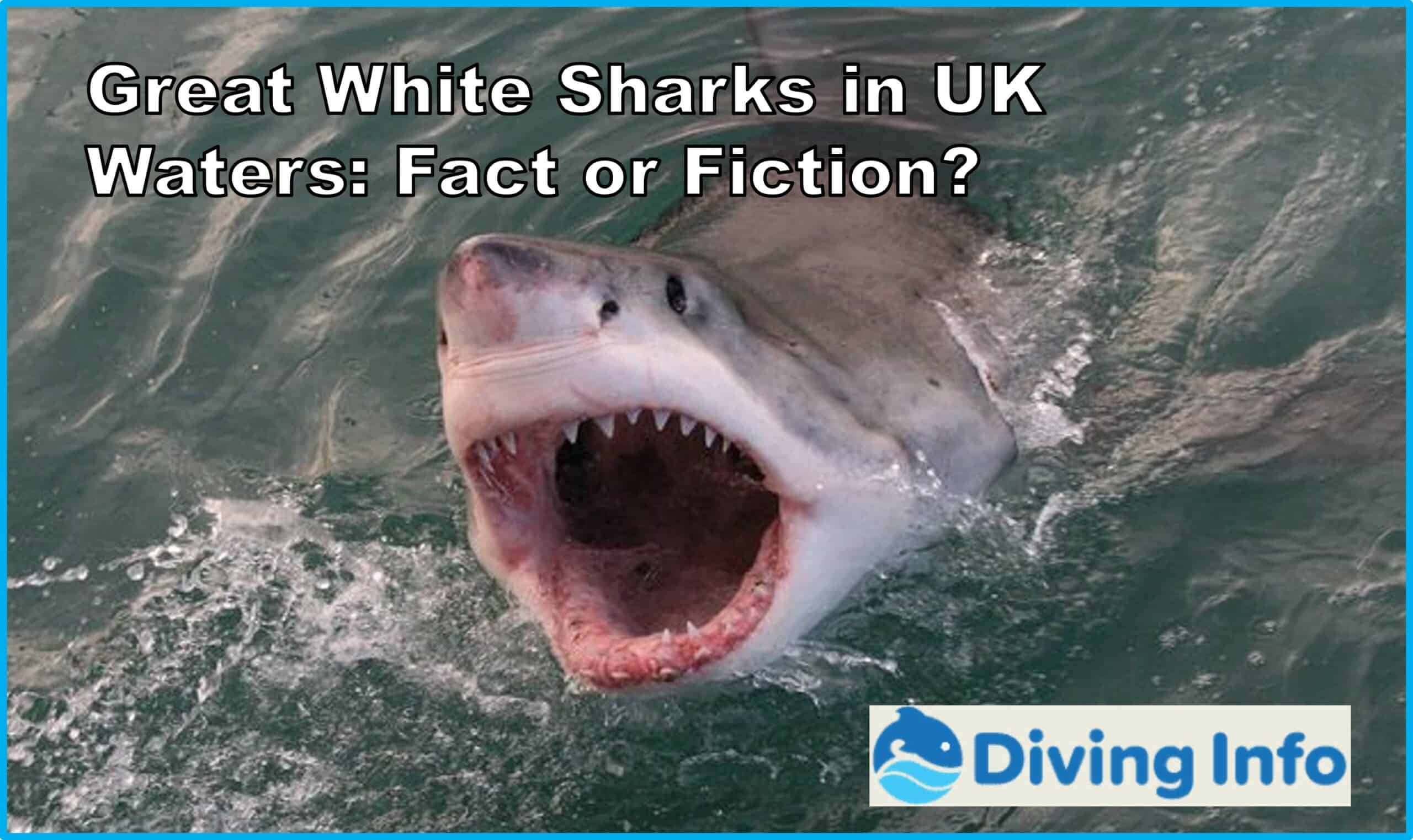 Great White Sharks in UK Waters Fact or Fiction