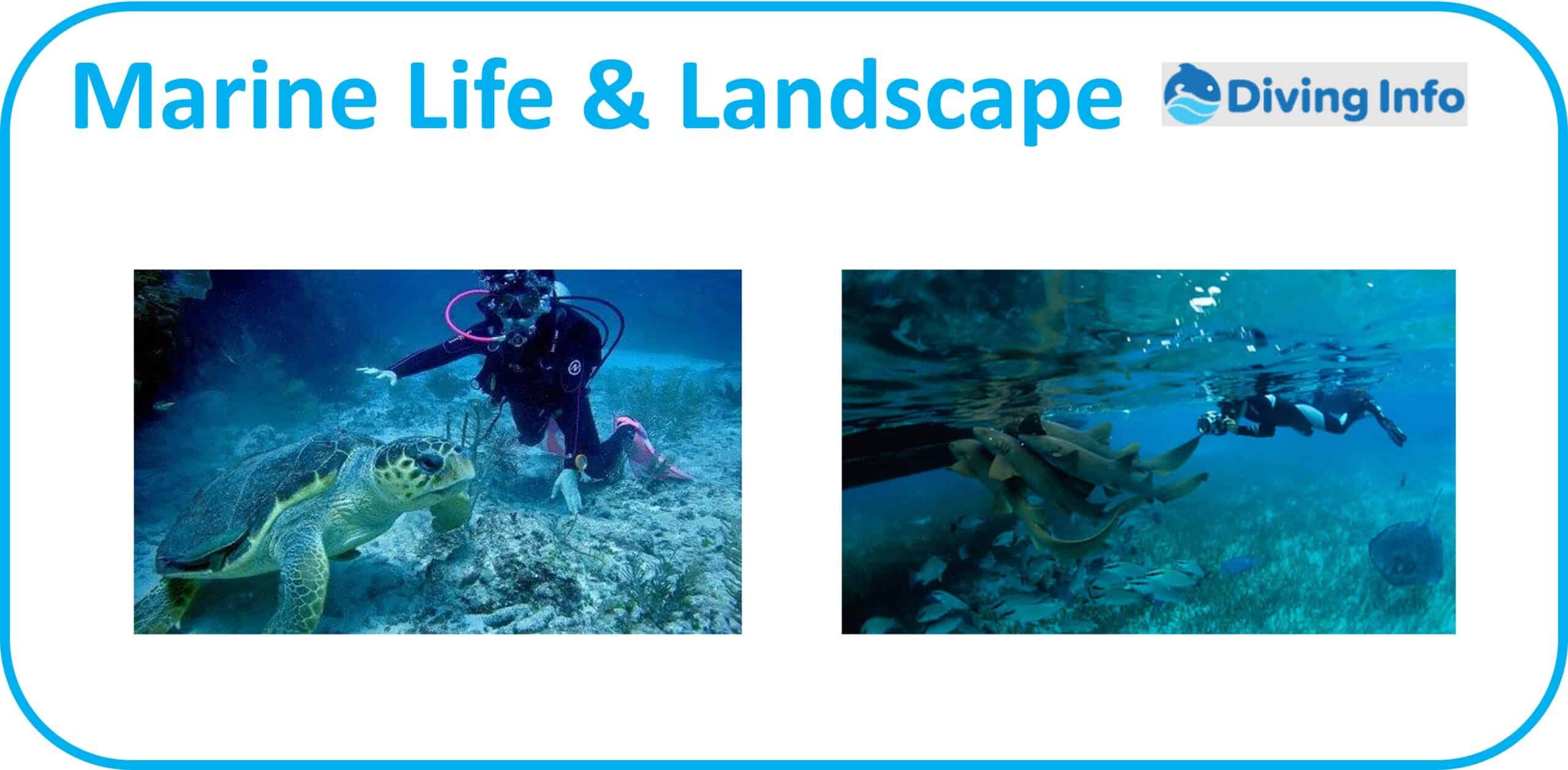 Marine Life & Landscape Belize Diving
