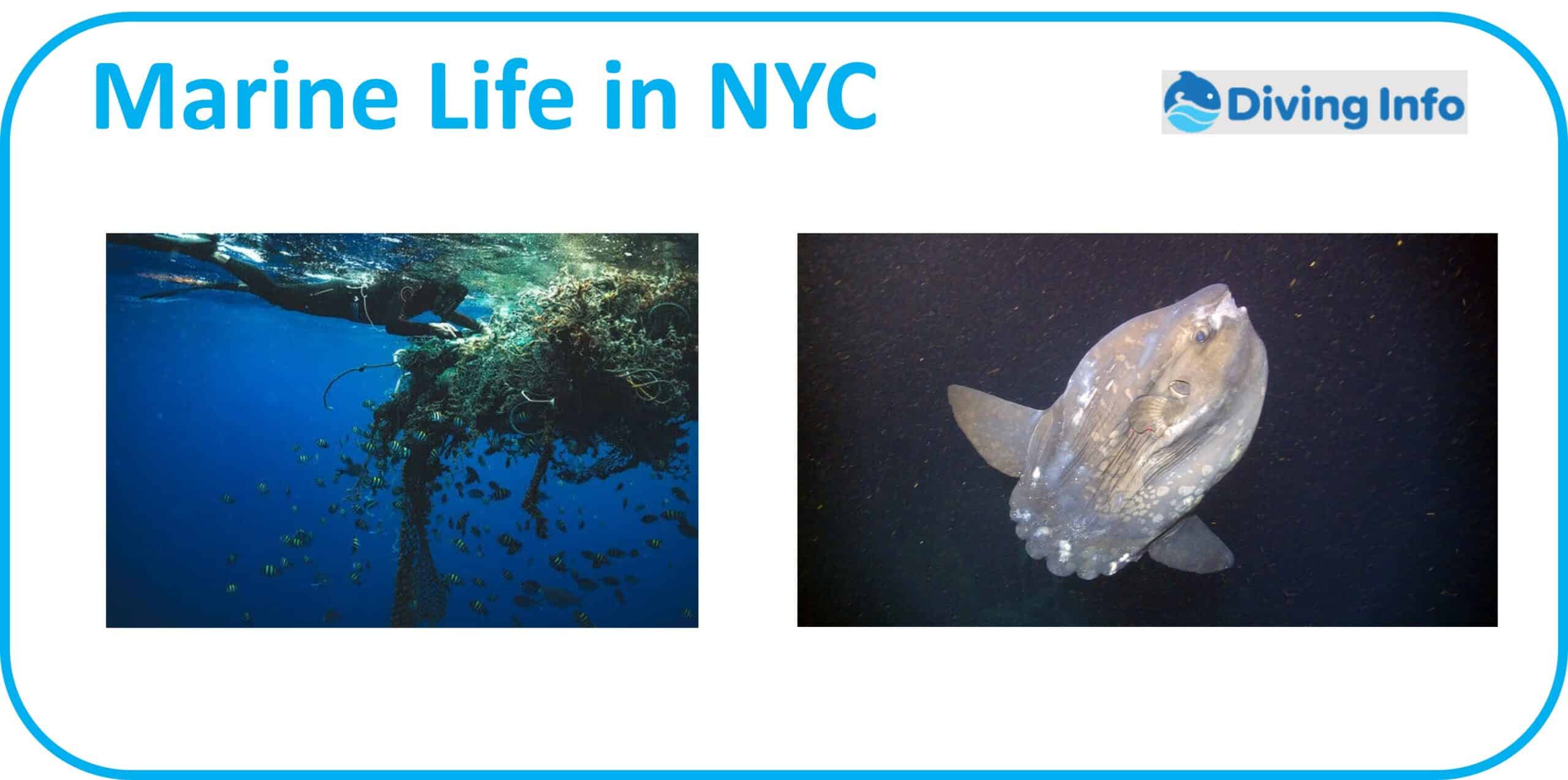 Marine Life in New York