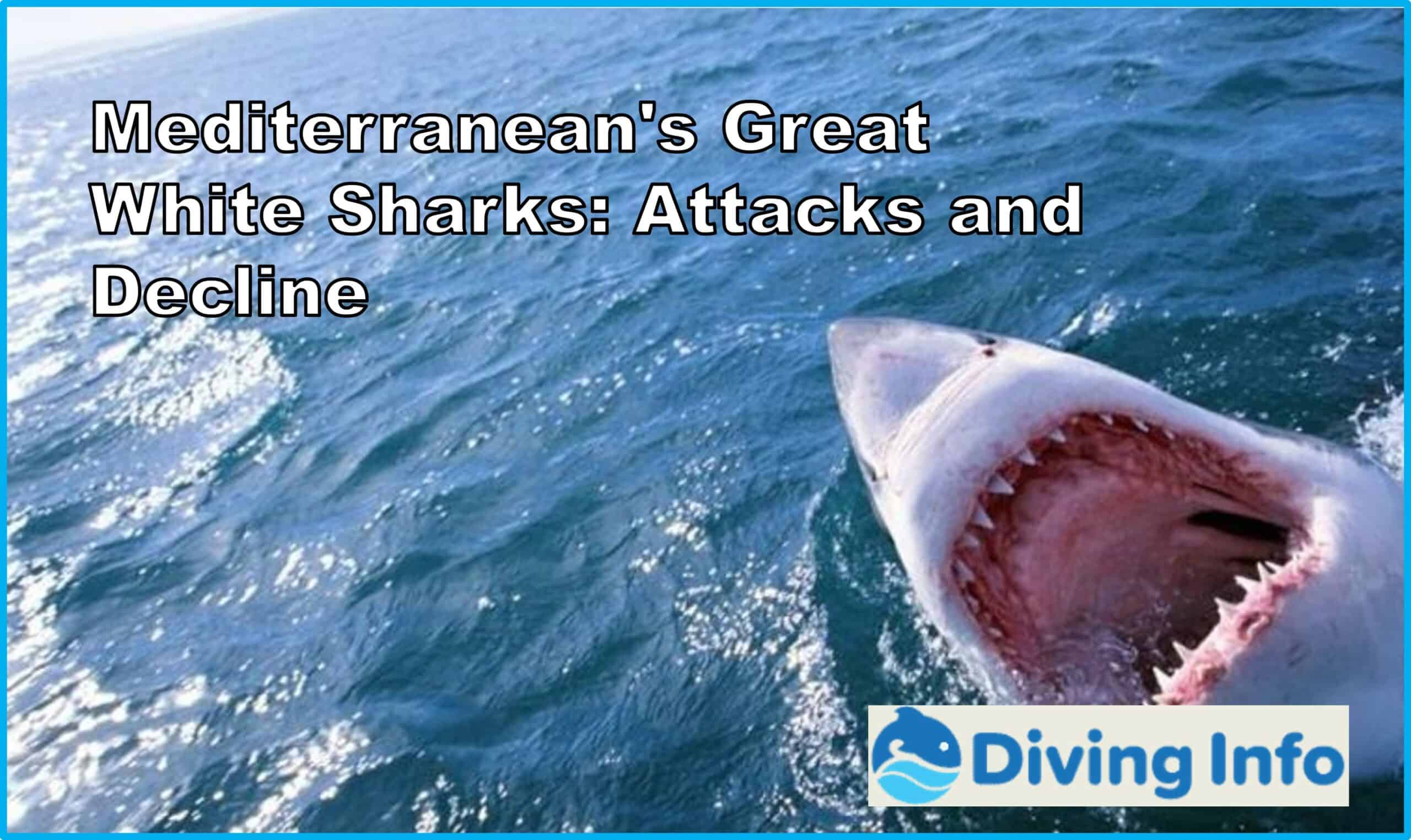 Mediterraneans Great White Sharks Attacks and Decline