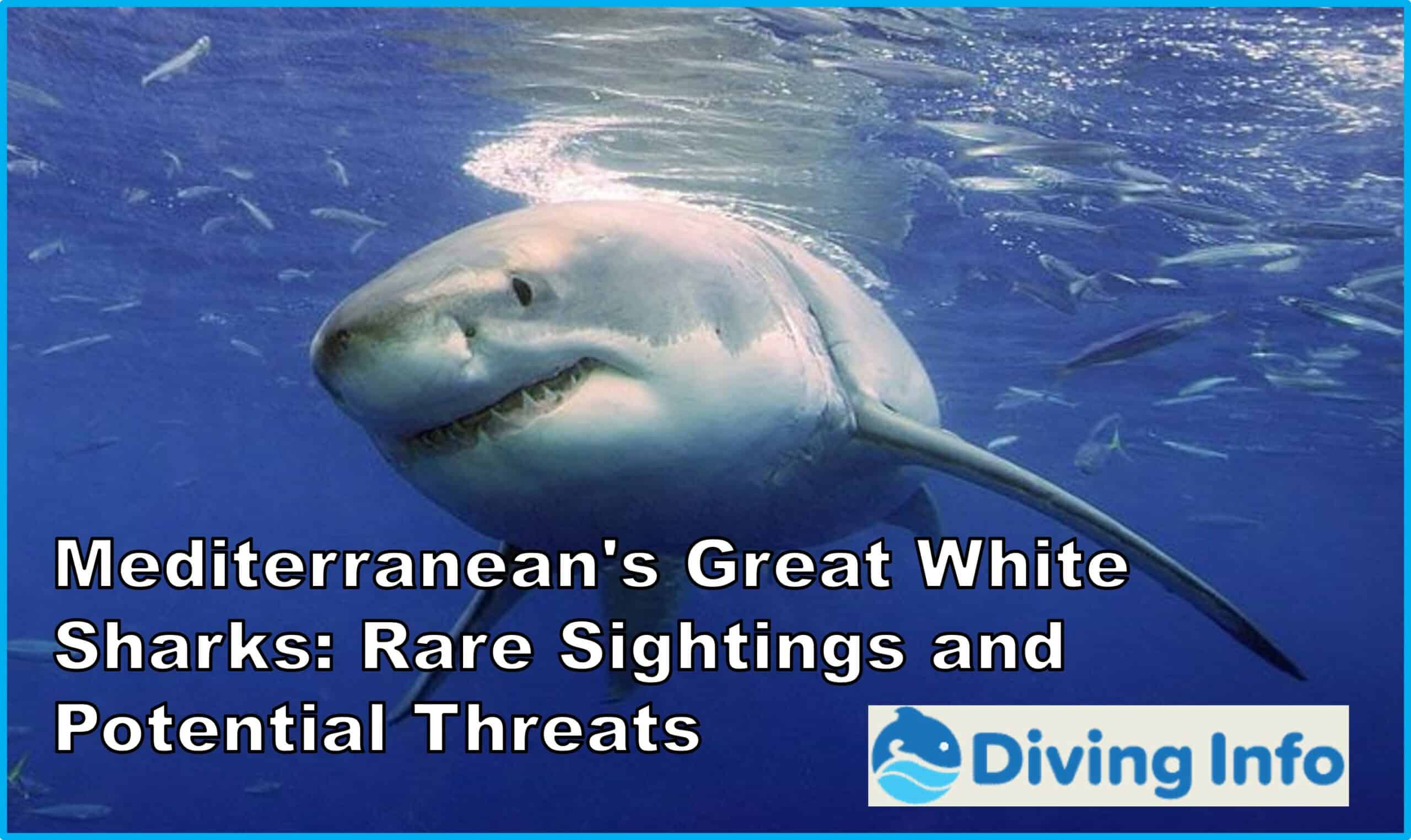 Mediterraneans Great White Sharks Rare Sightings and Potential Threats