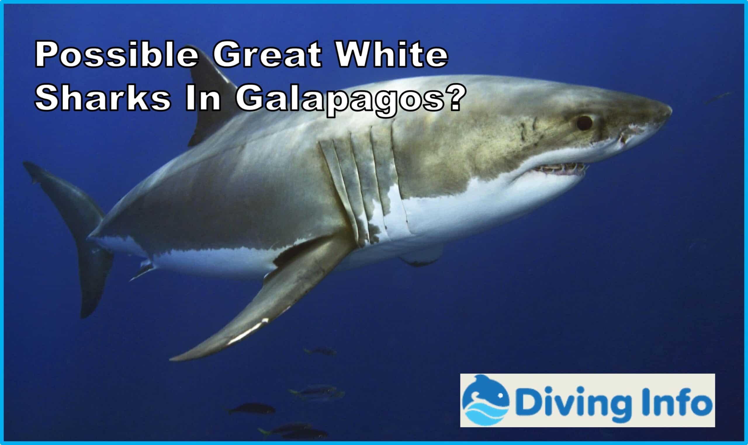 Possible Great White Sharks In Galapagos