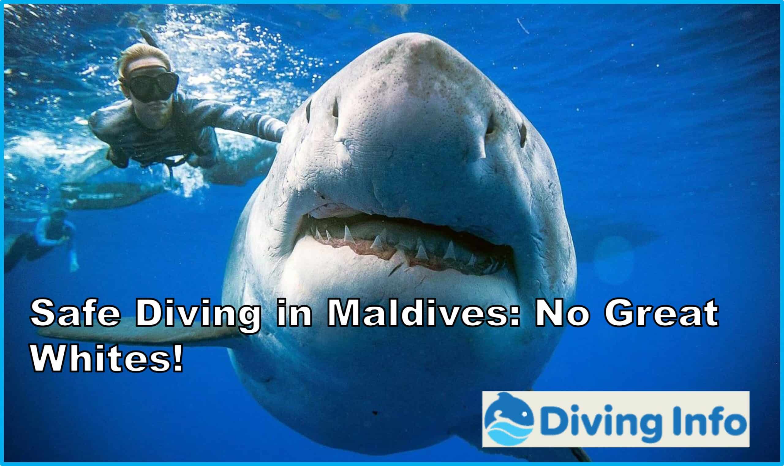 Safe Diving in Maldives No Great Whites
