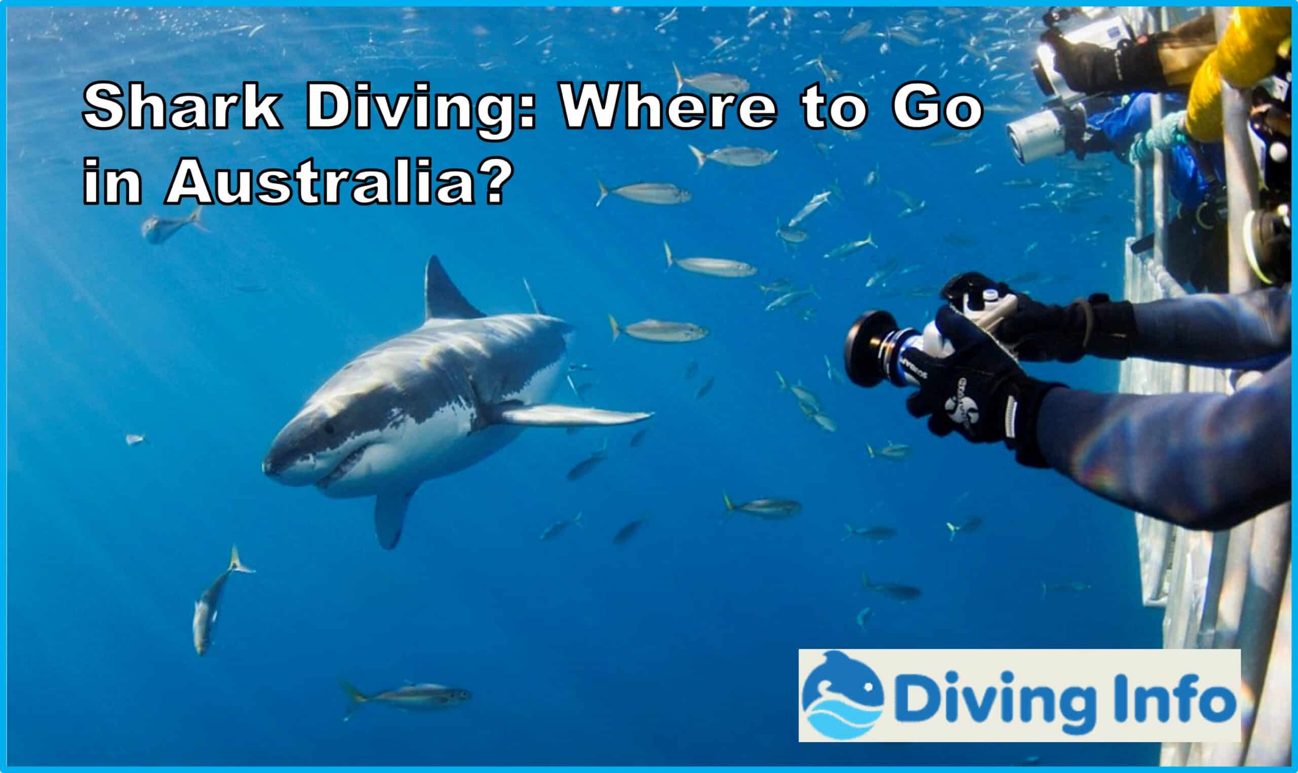 Shark Diving Where to Go in Australia