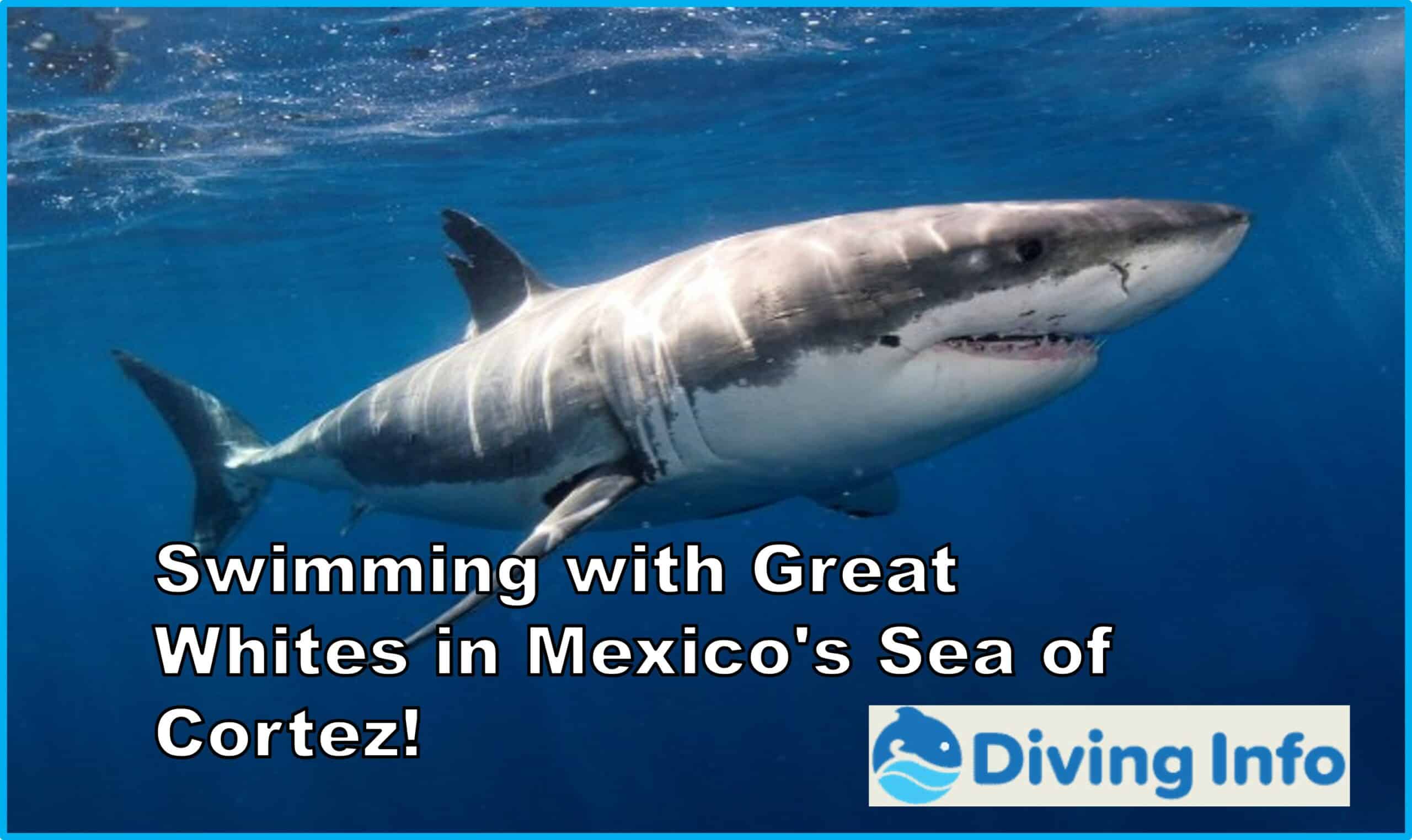 Swimming with Great Whites in Mexico's Sea of Cortez!