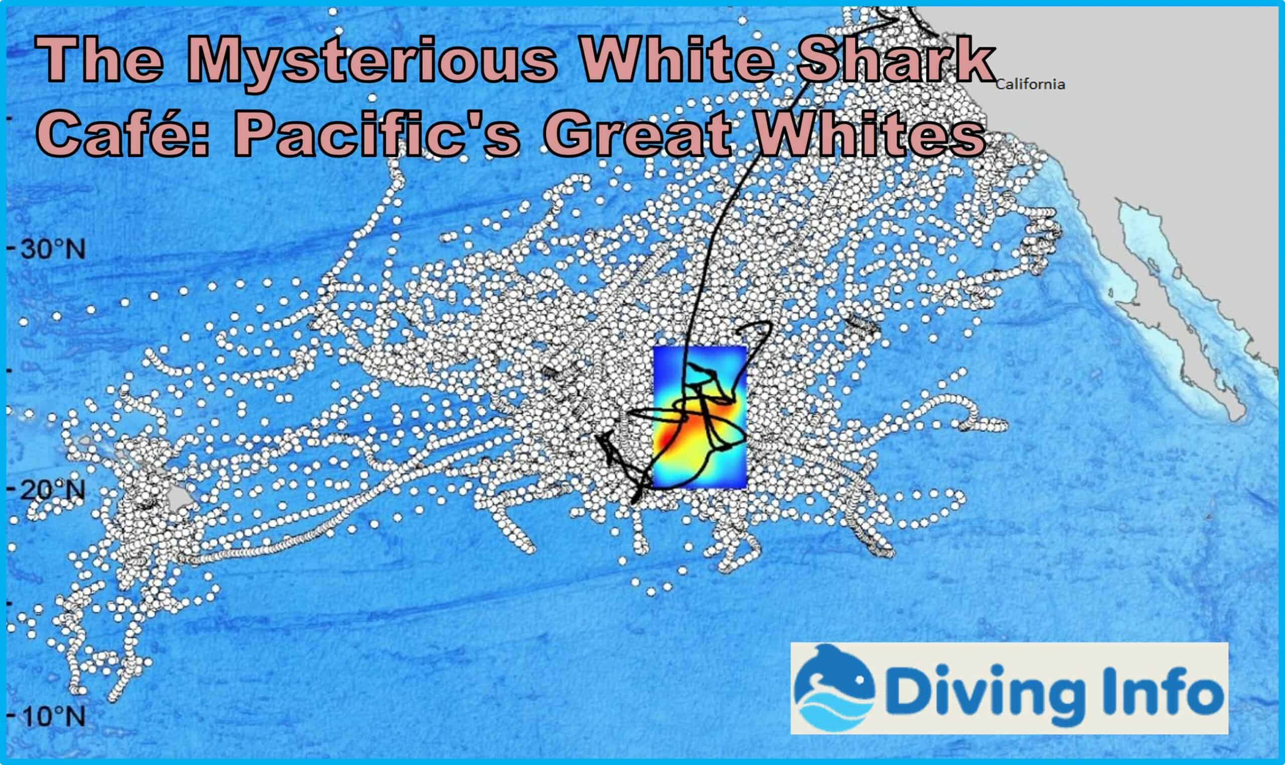 The Mysterious White Shark Café Pacifics Great Whites
