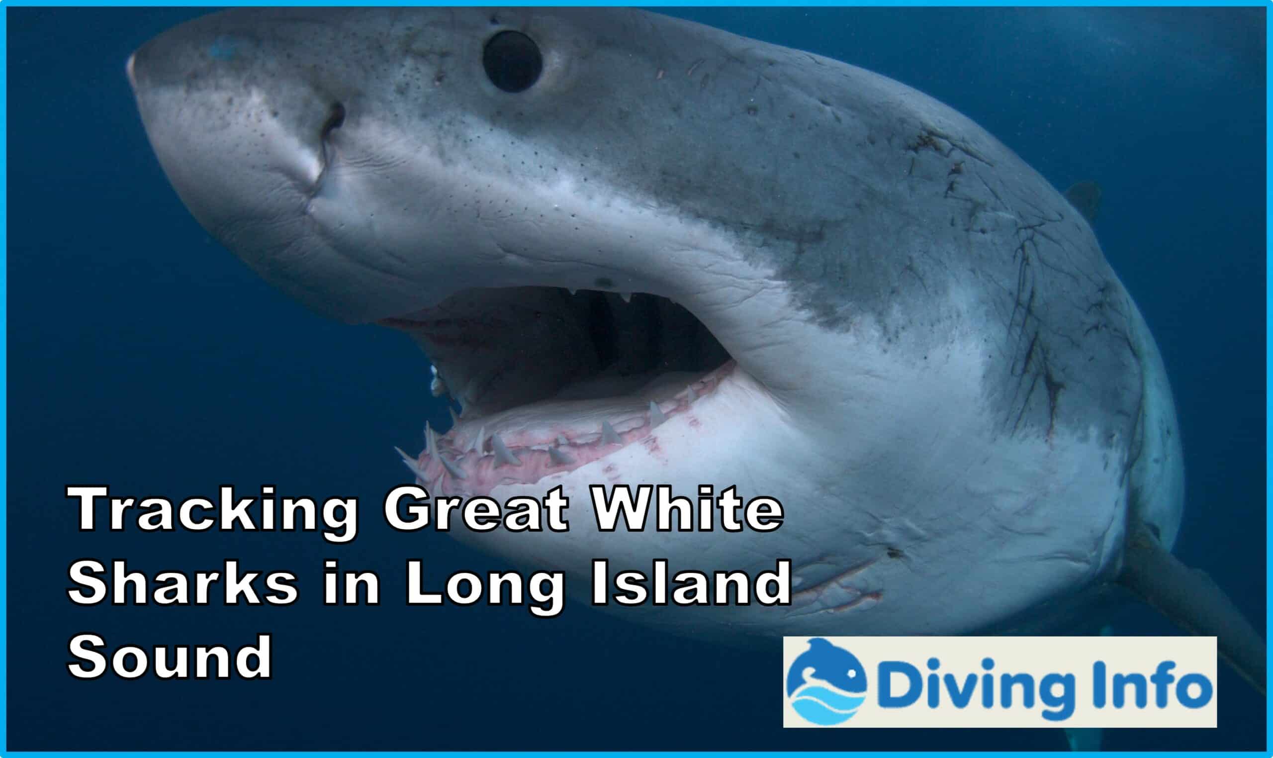 Tracking Great White Sharks in Long Island Sound