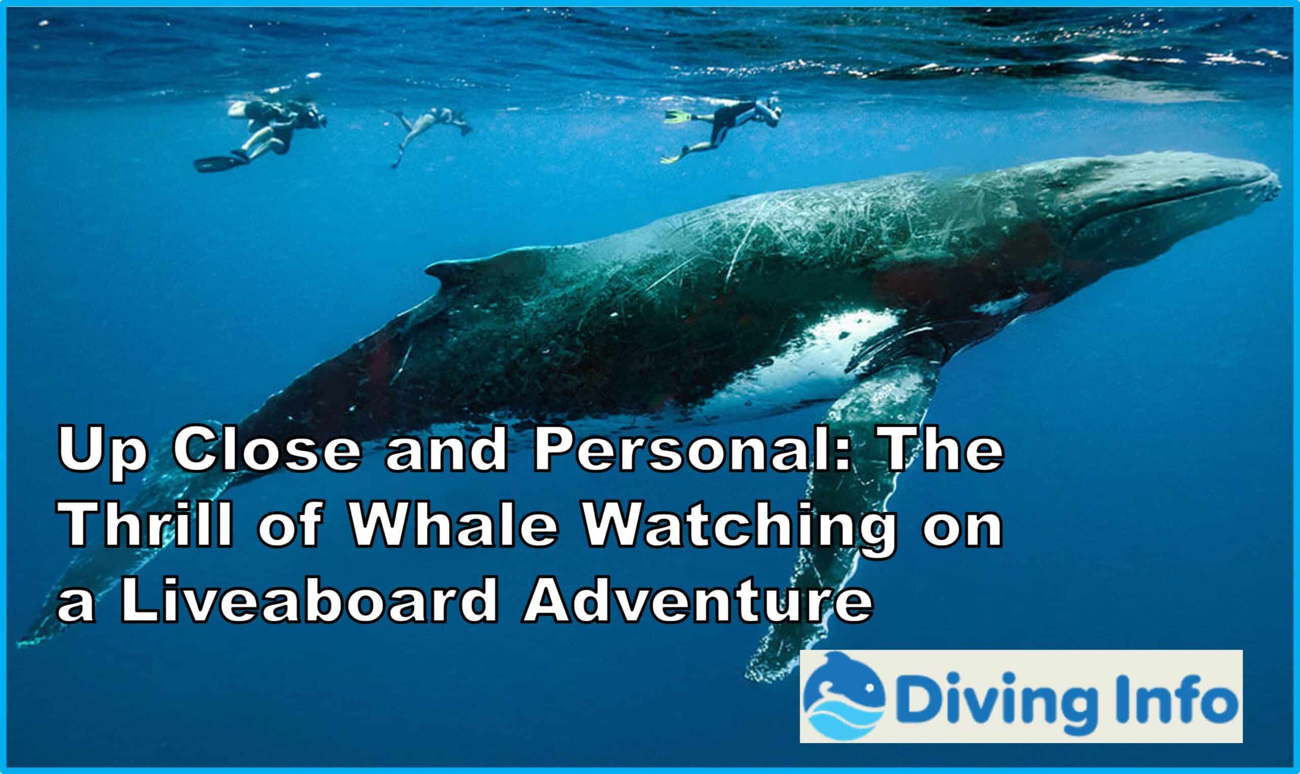 Up Close and Personal The Thrill of Whale Watching on a Liveaboard Adventure
